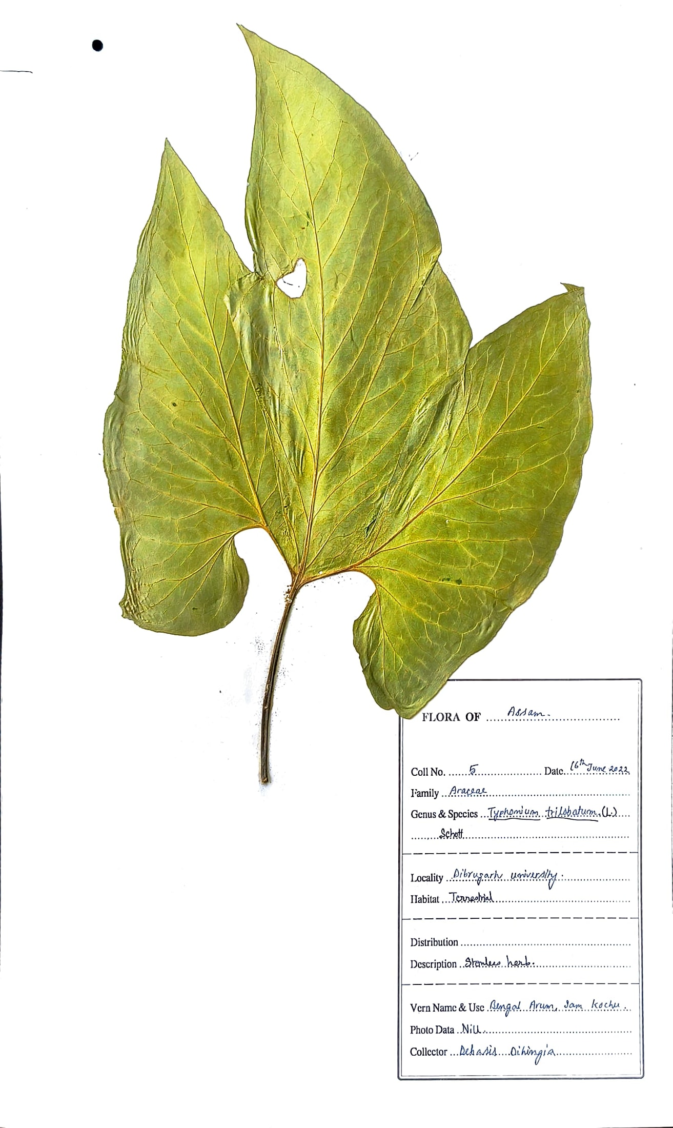 Typhonium trilobatum (L.) Schott