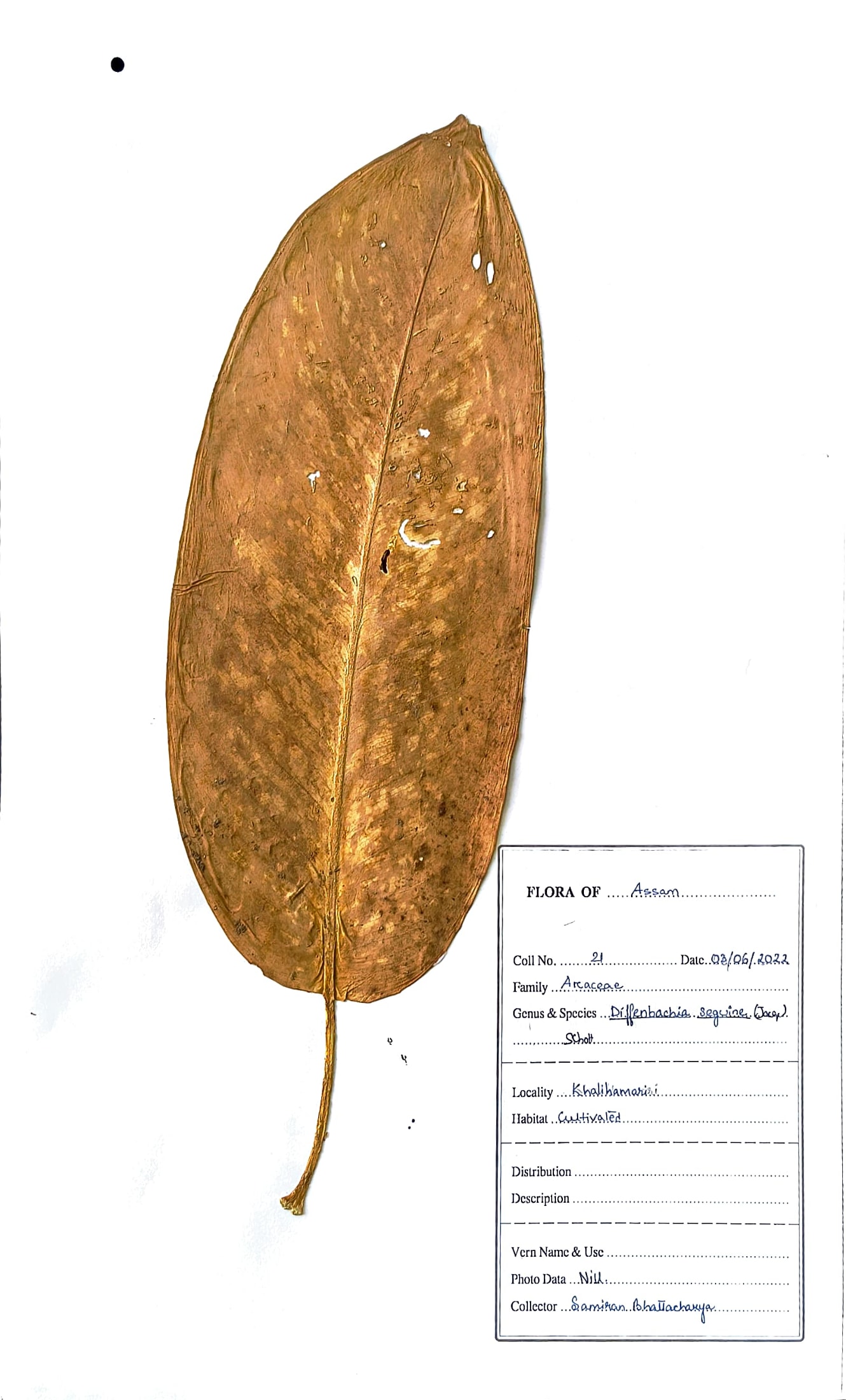 Dieffenbachia seguine (Jacq.) Schott