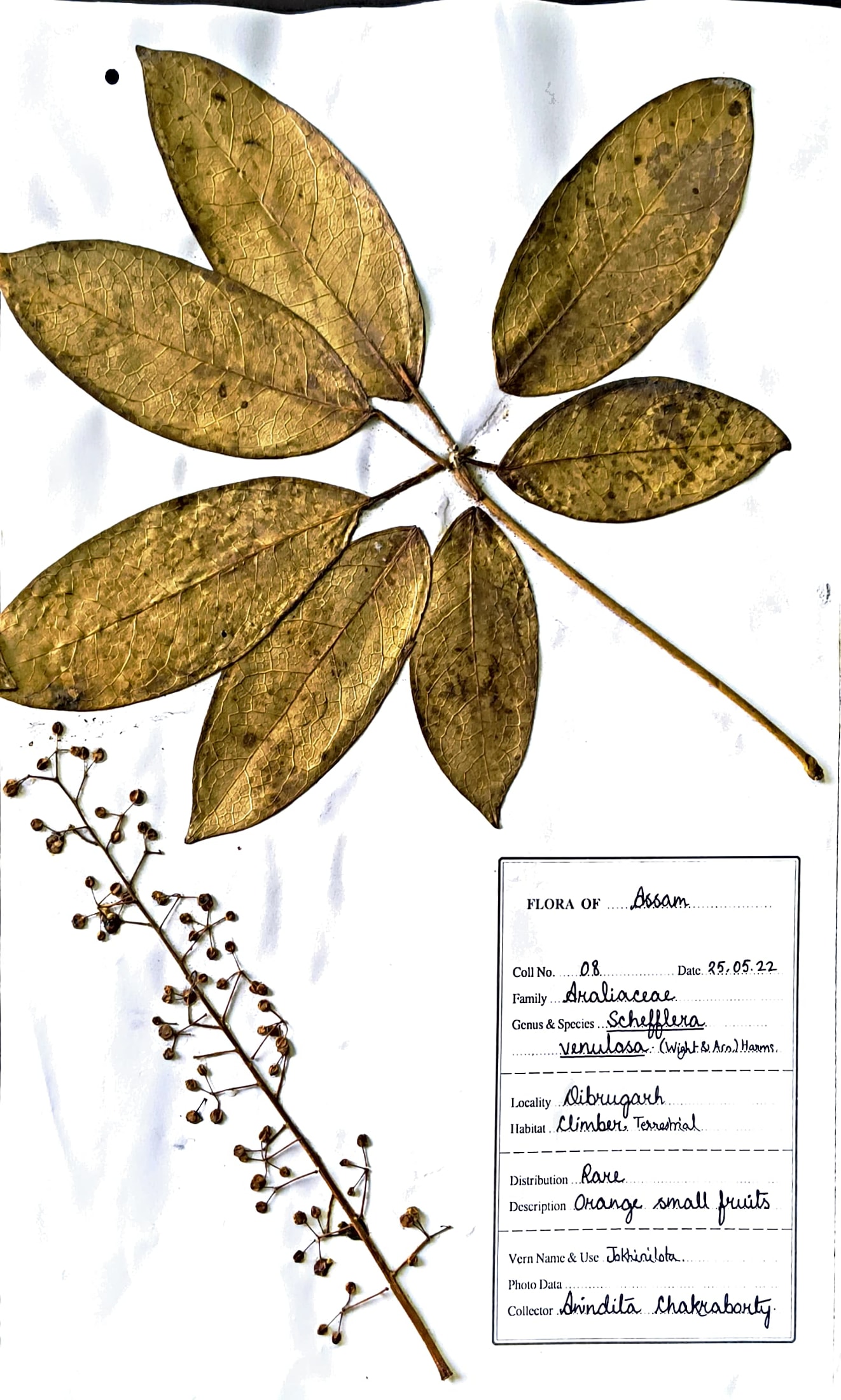 Schefflera venulosa (Wight & Arn.) Harms