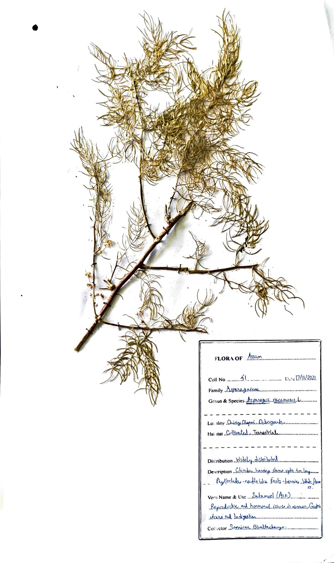 Asparagus racemosus Willd.