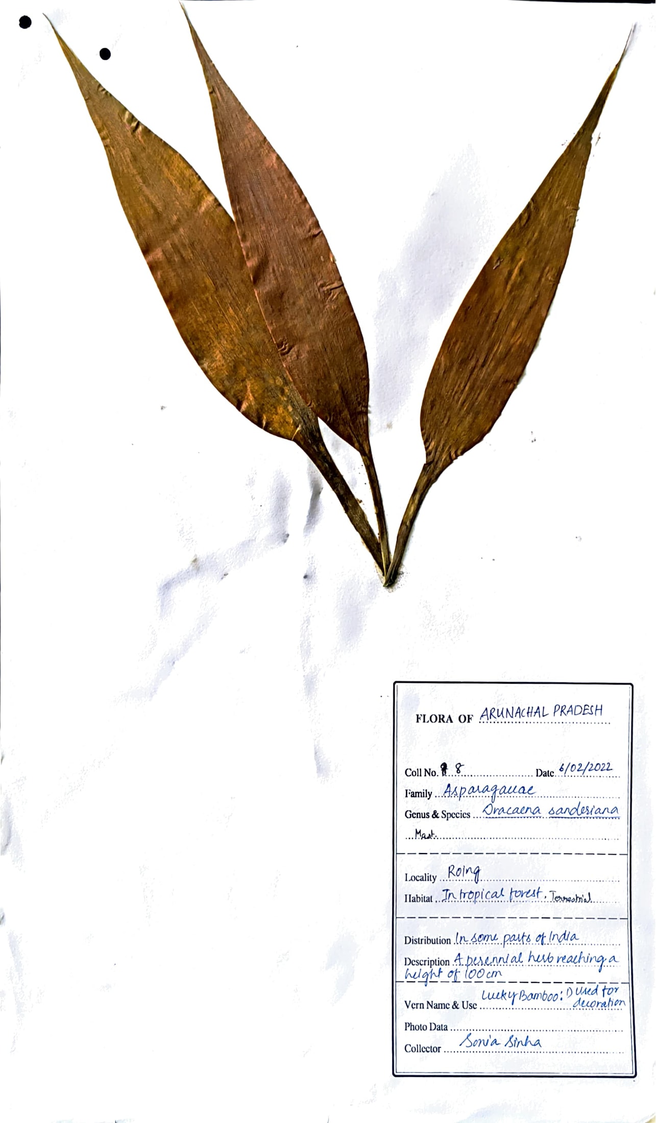 Dracaena sanderiana Sander