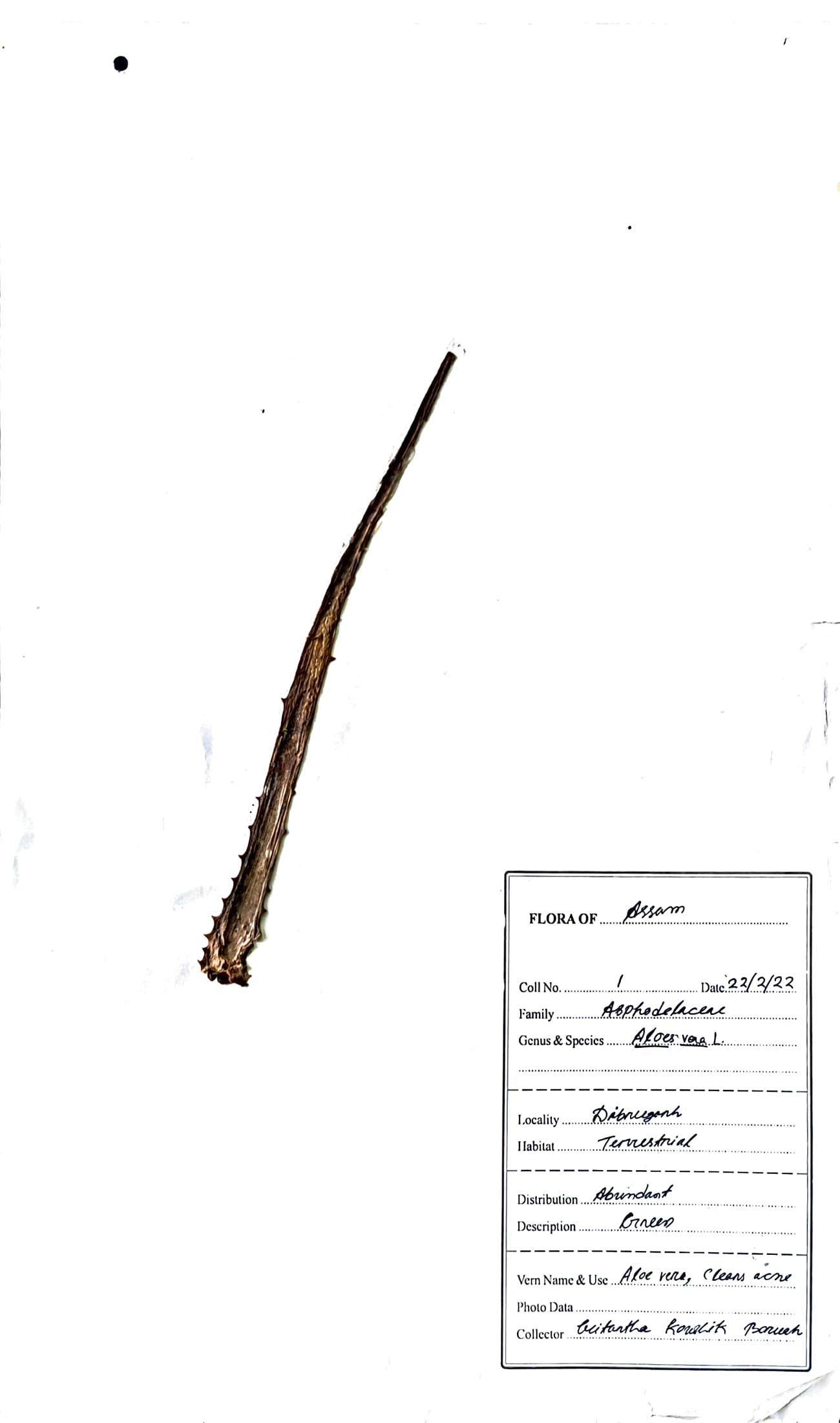Aloe vera (L.) Burm.f.