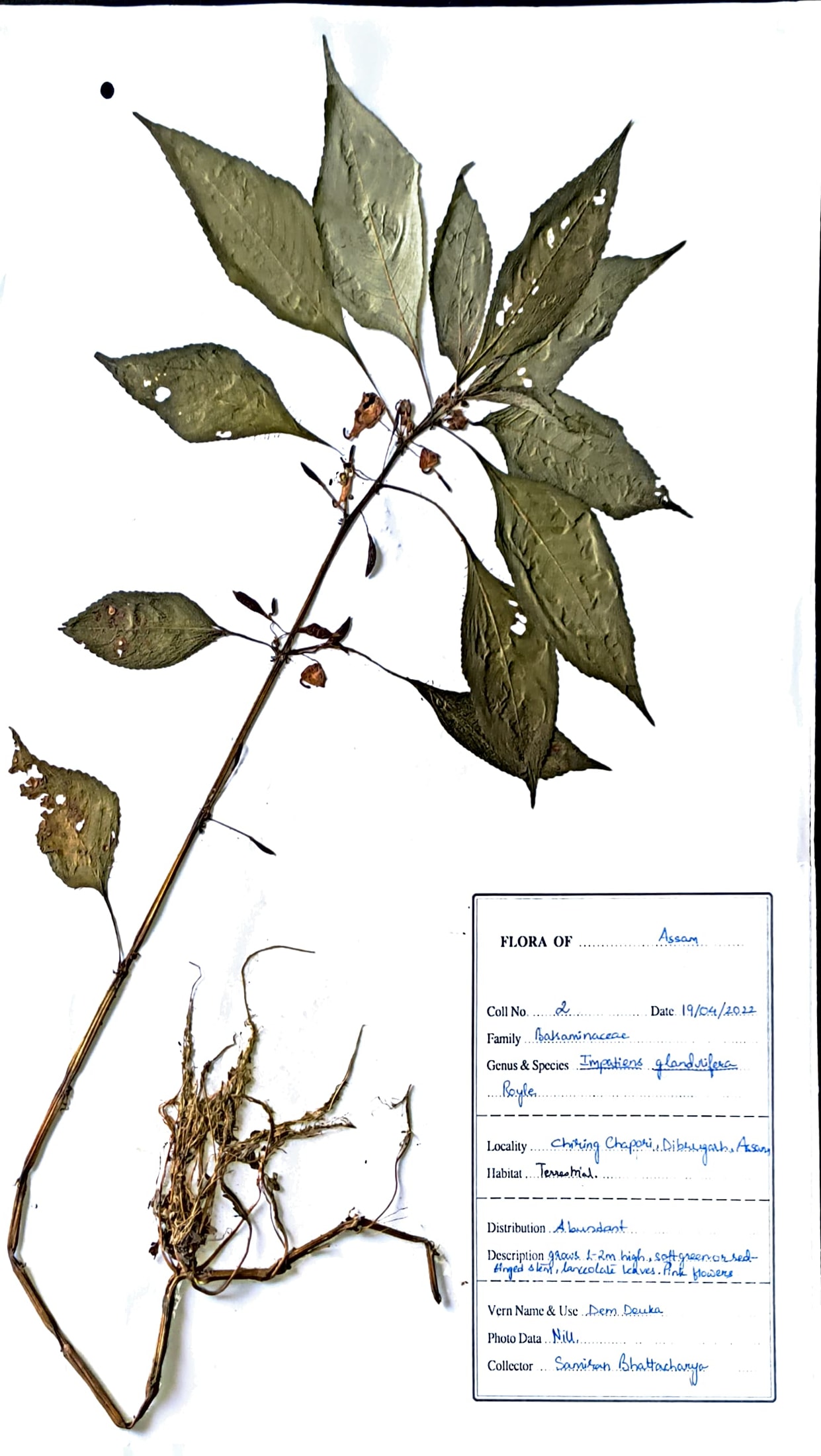 Impatiens balsamina L.