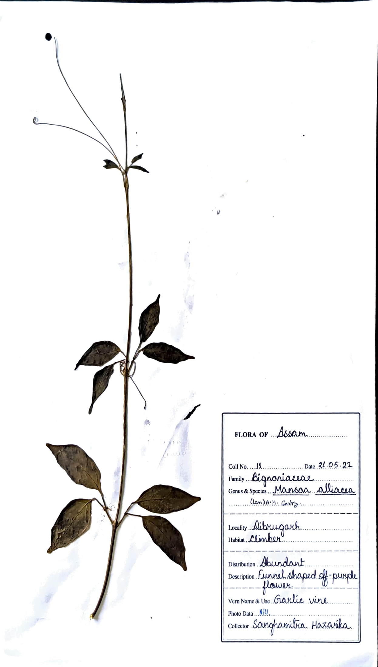 Mansoa alliacea (Lam.) A.H.Gentry