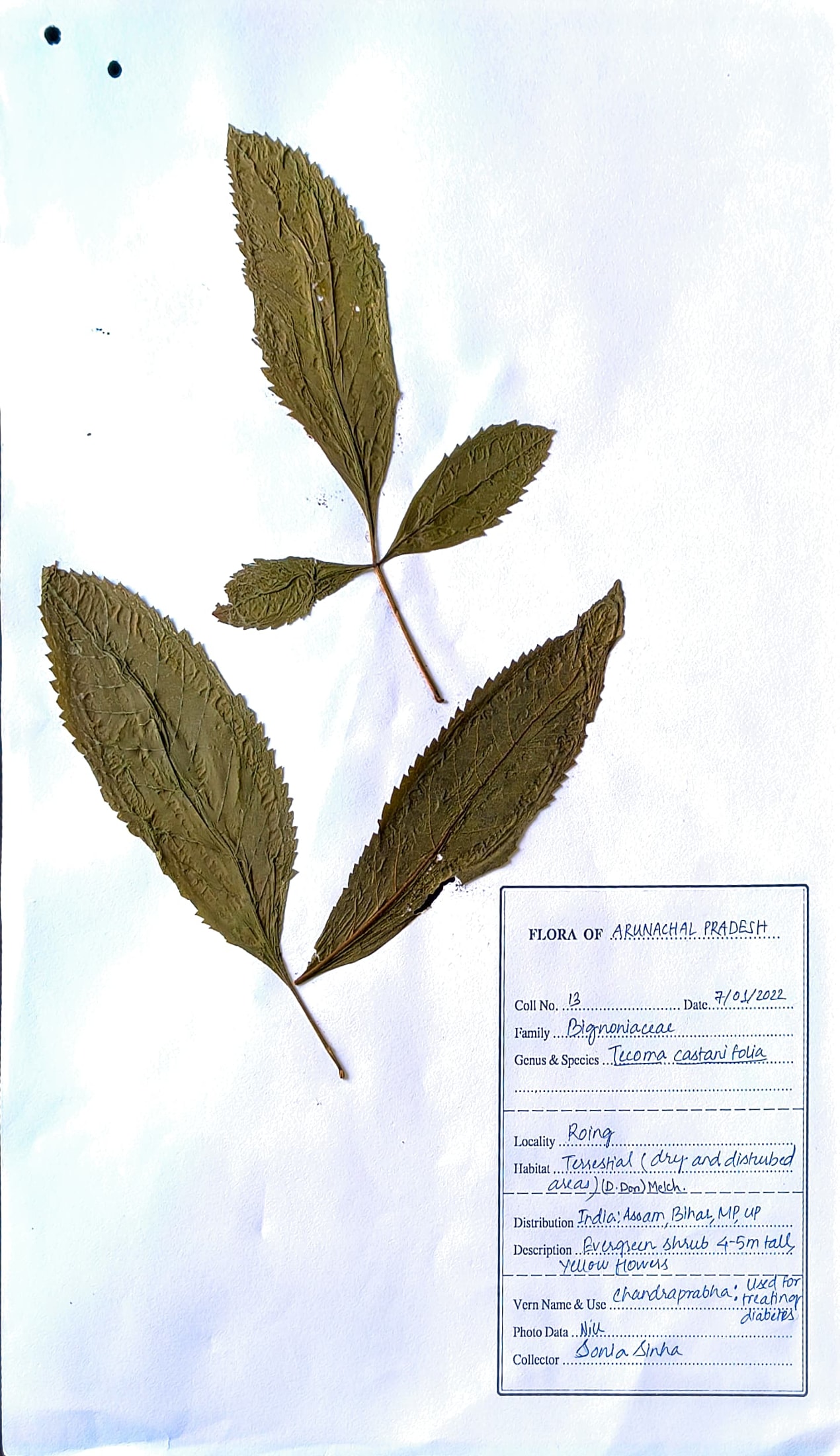 Tecoma castanifolia (D.Don) Melch.