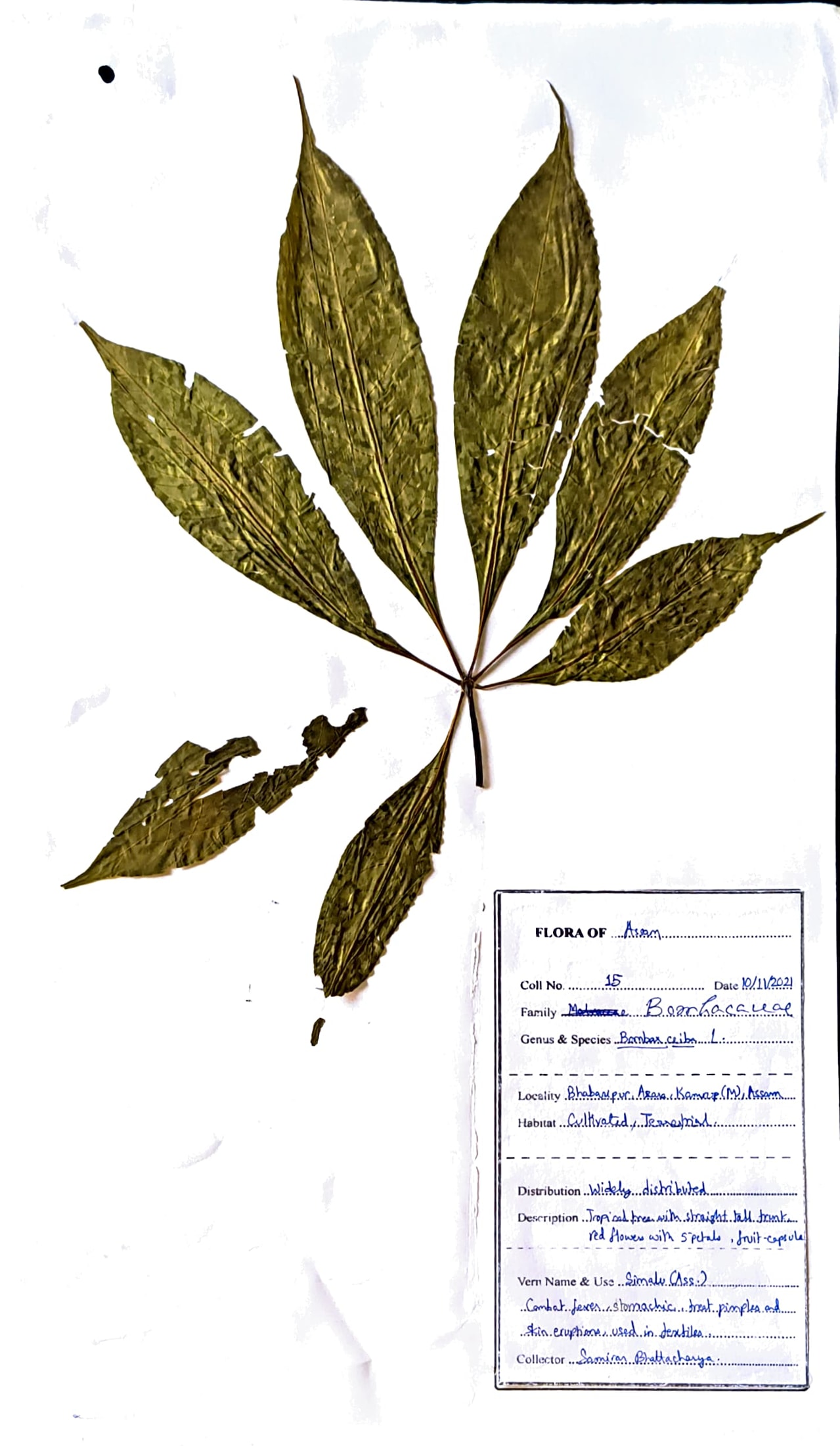 Bombax ceiba L.