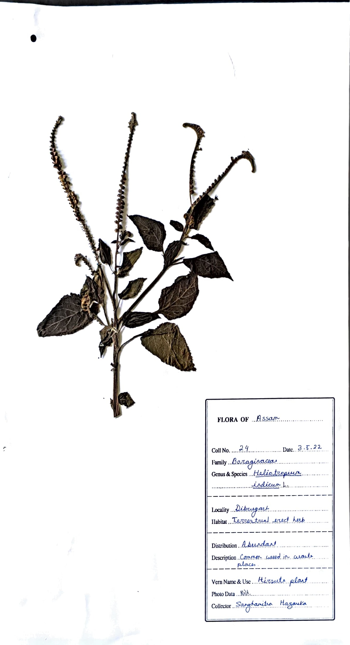 Heliotropium indicum L.