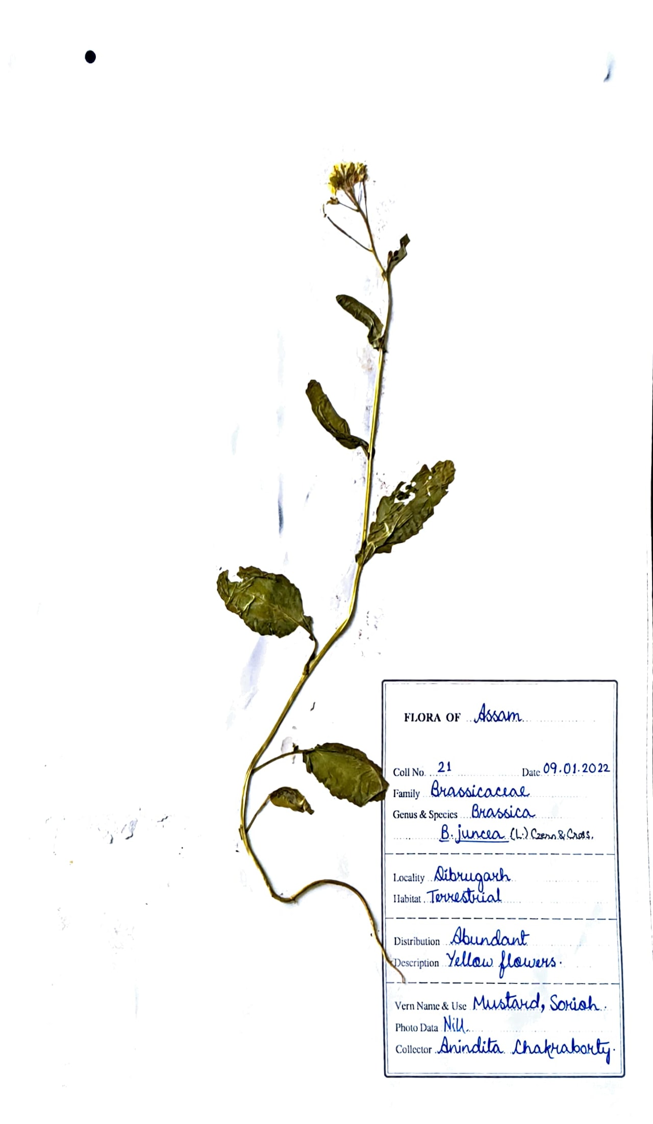 Brassica juncea (L.) Czern.