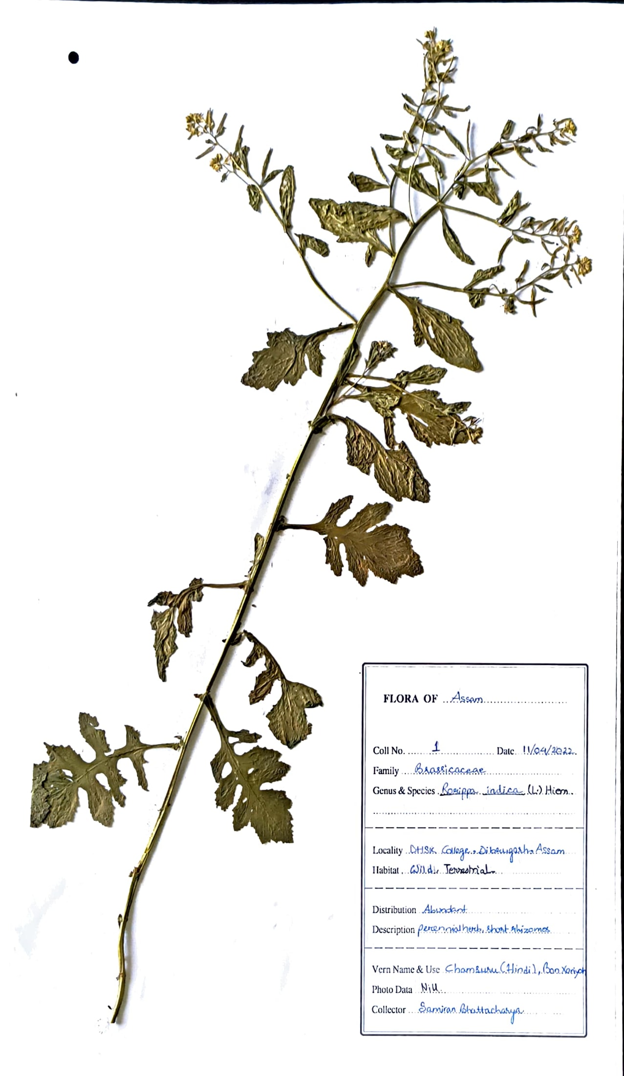 Rorippa indica (L.) Hiern