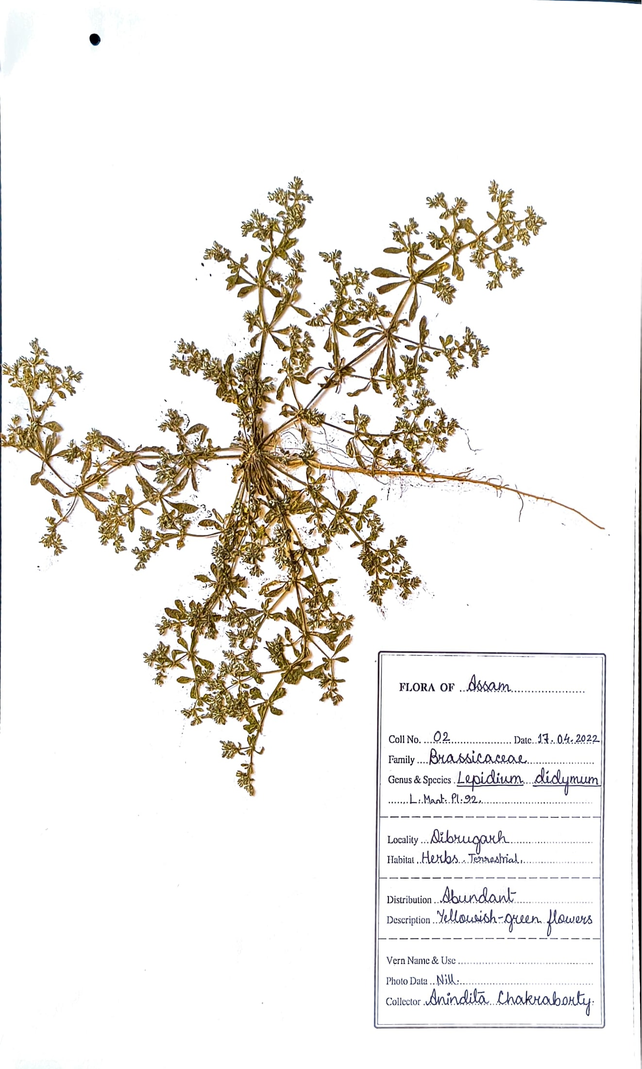 Lepidium didymum L.