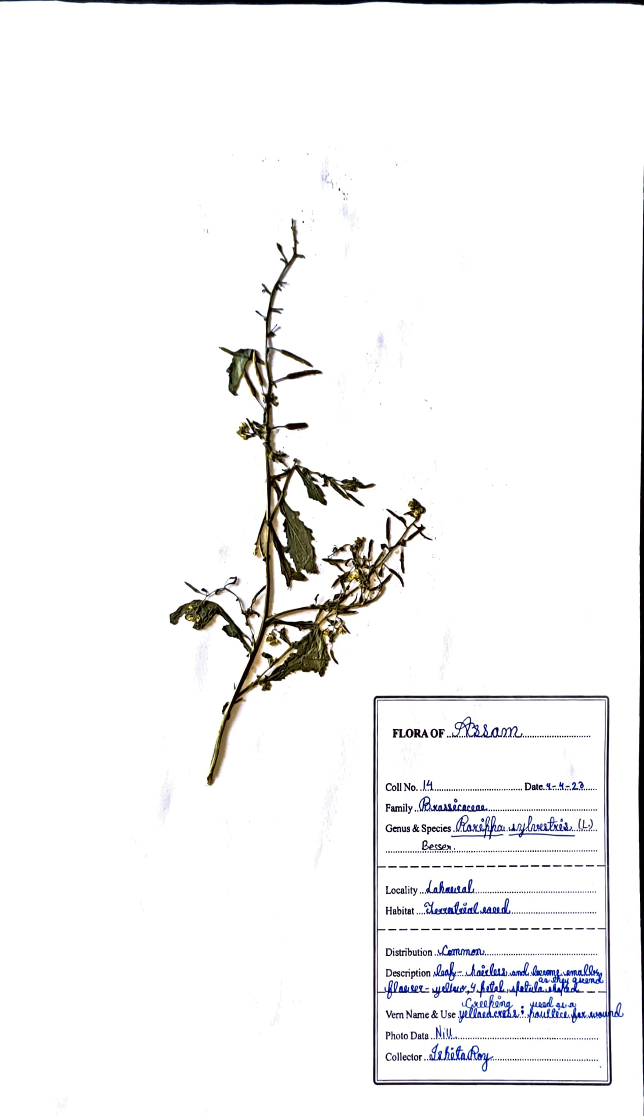 Rorippa sylvestris (L.) Besser