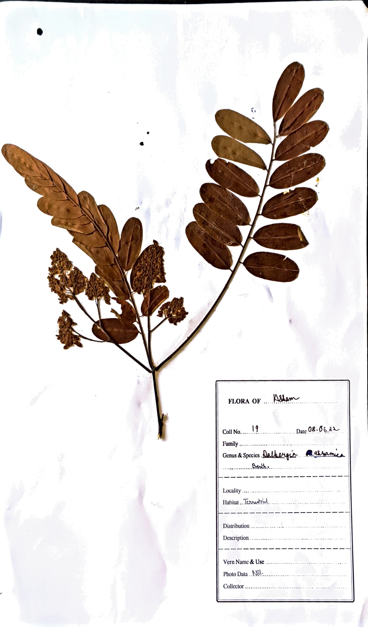 Dalbergia assamica Benth.