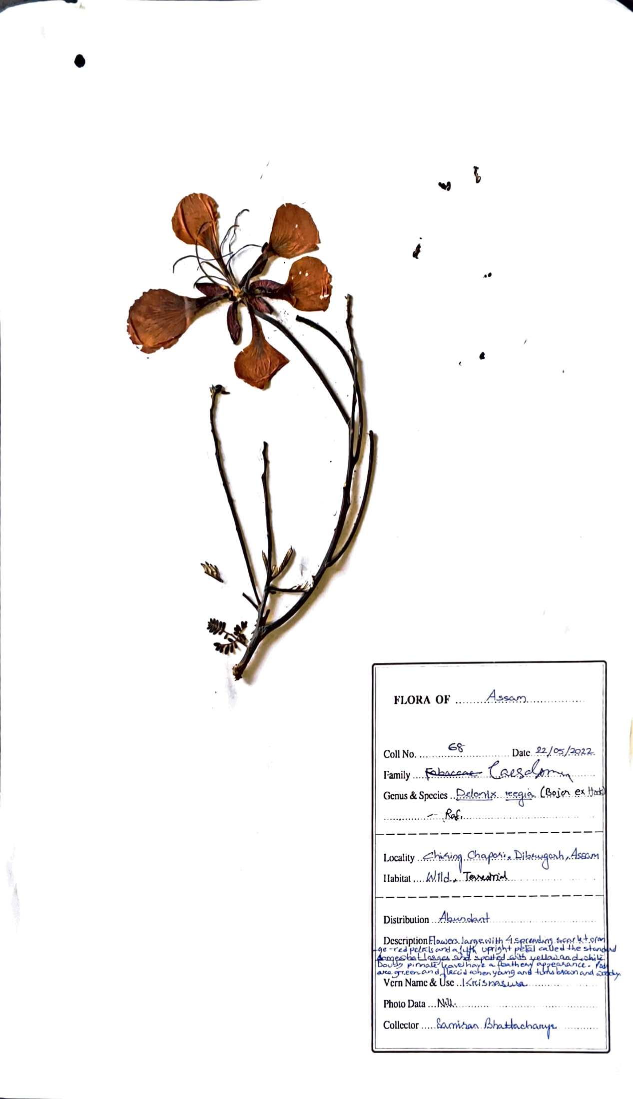 Delonix regia (Hook.) Raf.