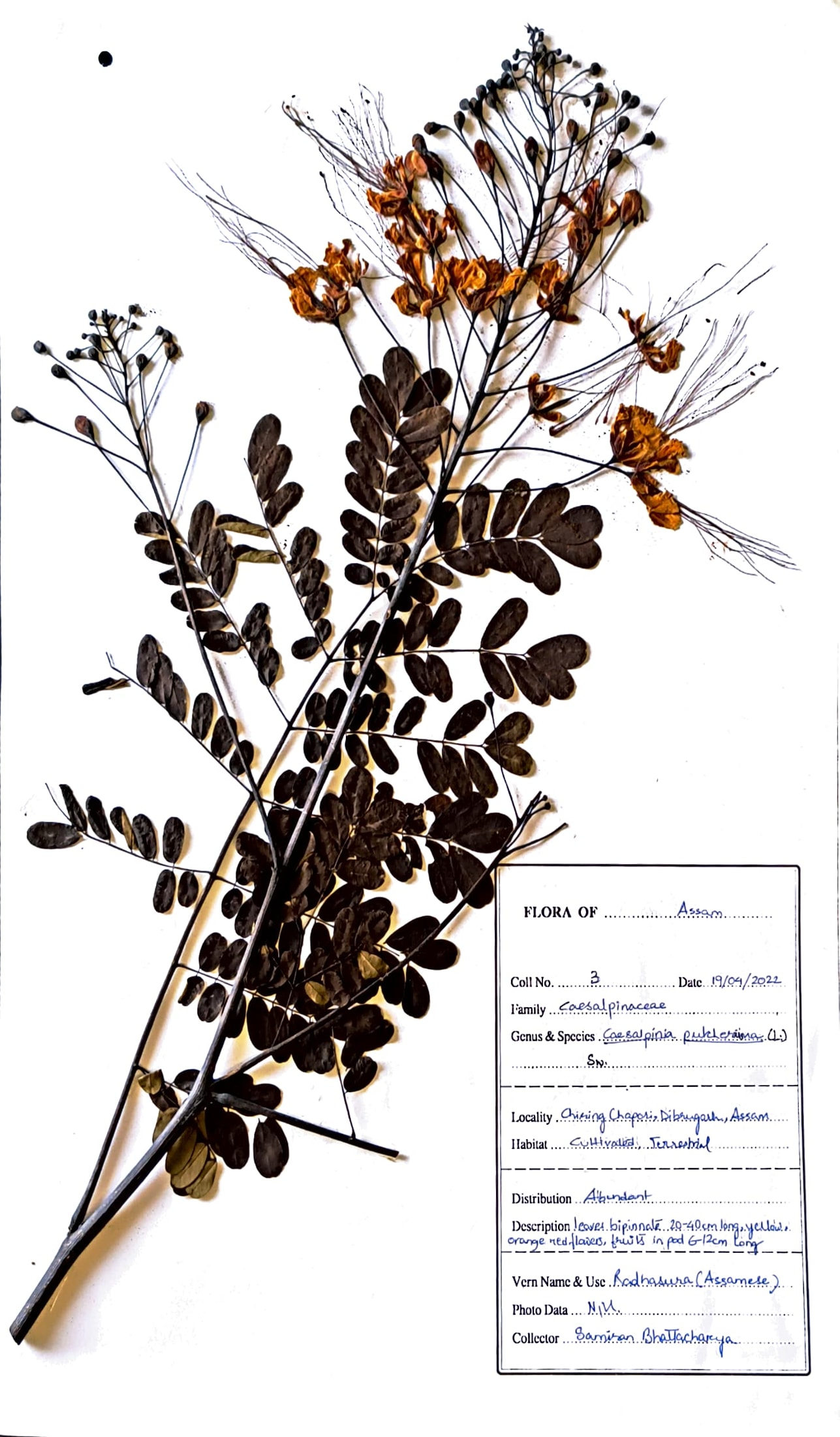 Caesalpinia pulcherrima (L.) Sw.