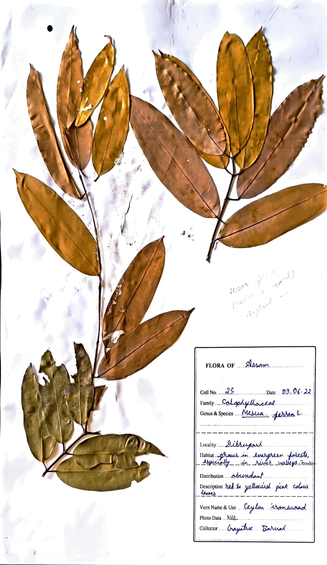 Mesua ferrea L.