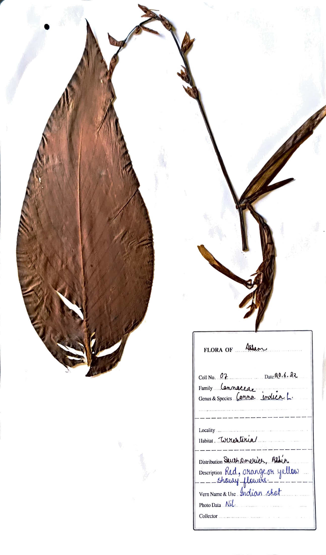 Canna indica L.