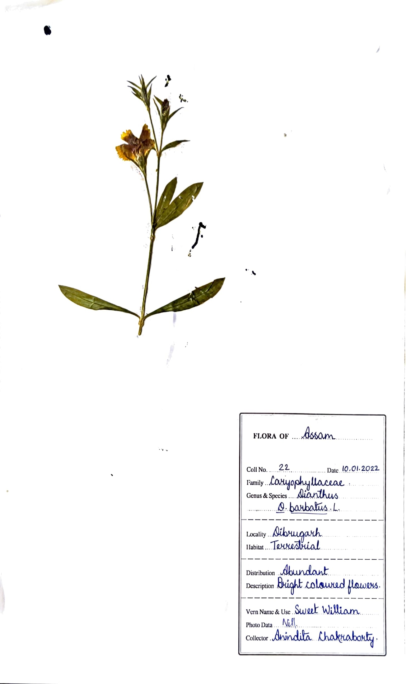 Dianthus barbatus L.