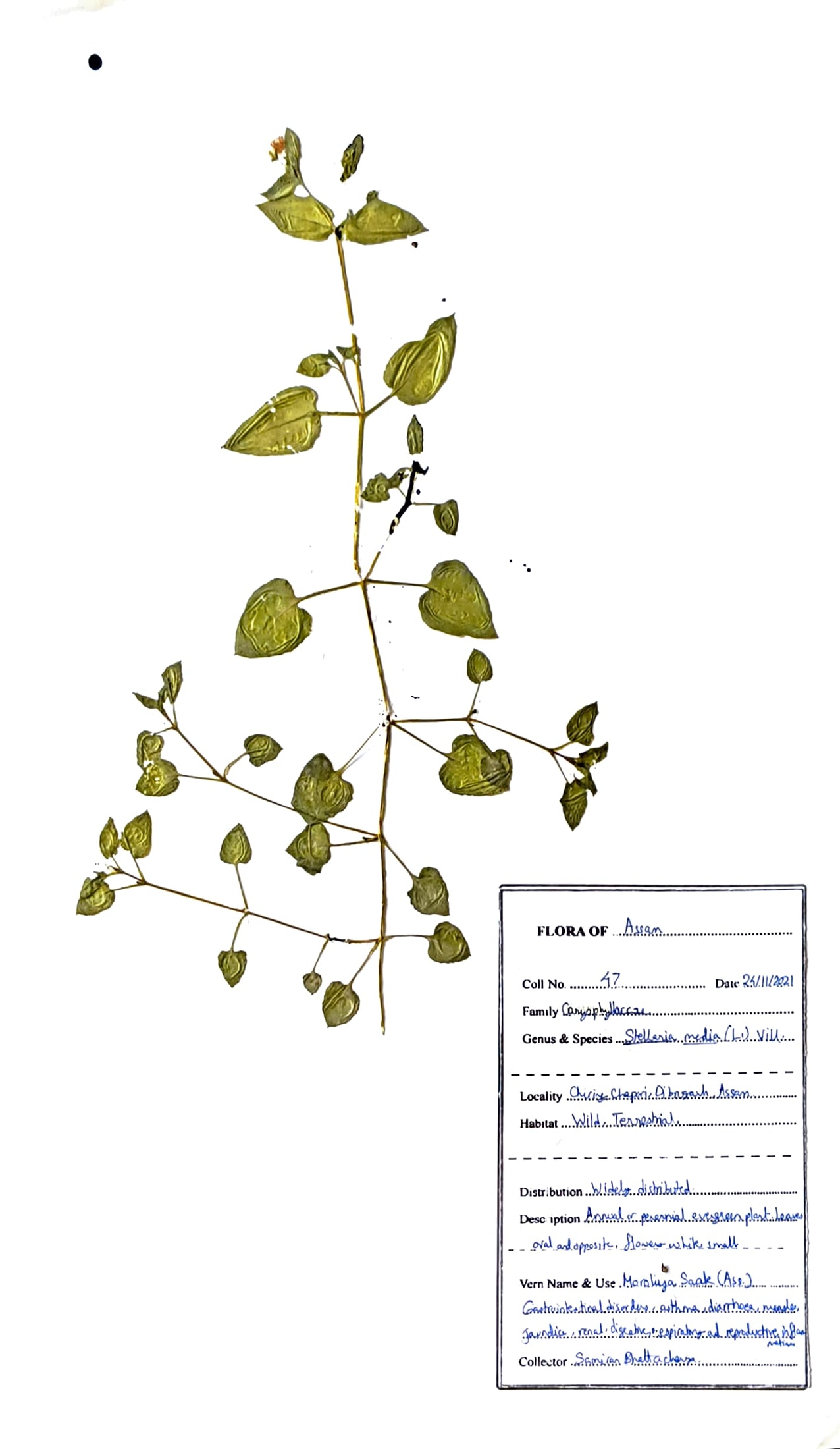 Stellaria media (L.) Vill.