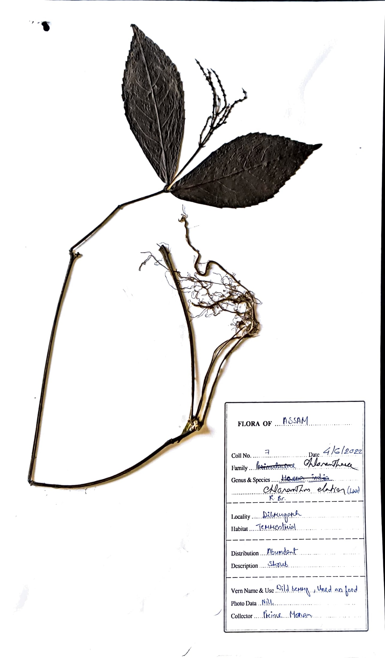 Chloranthus elatior Link