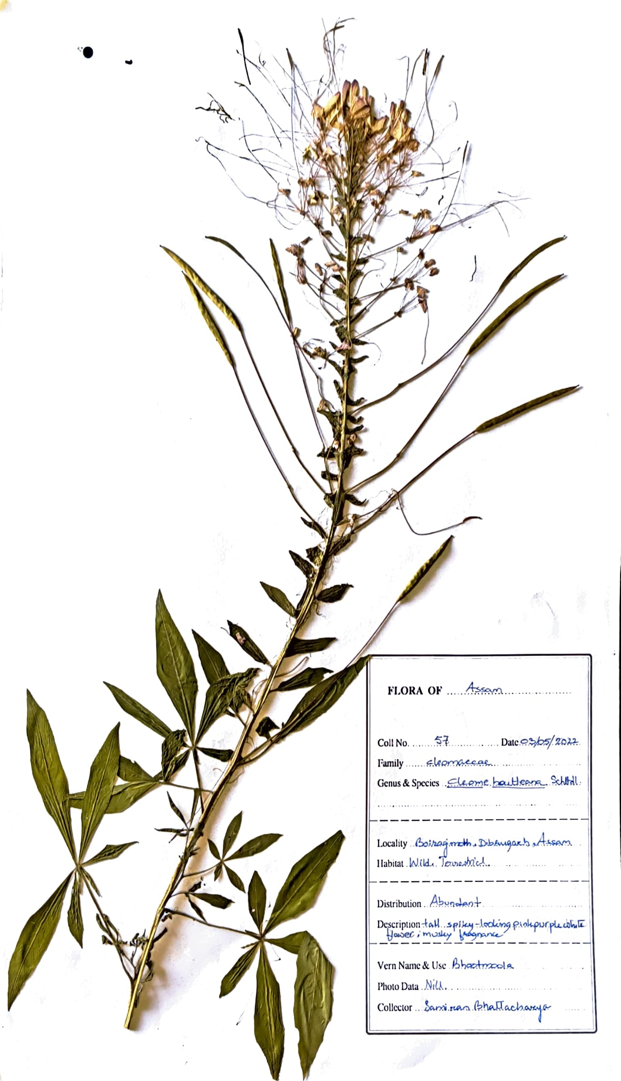 Cleome houtteana Schltdl.