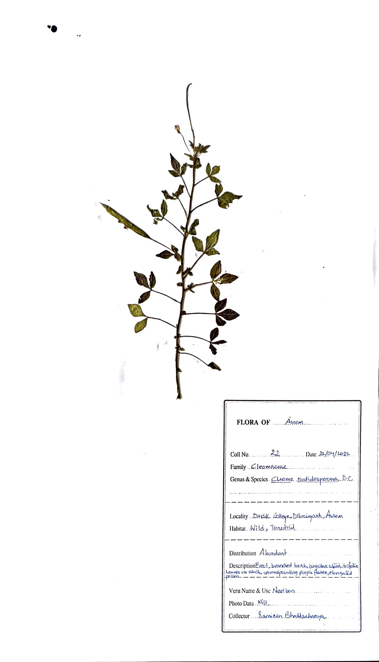 Cleome rutidosperma DC.