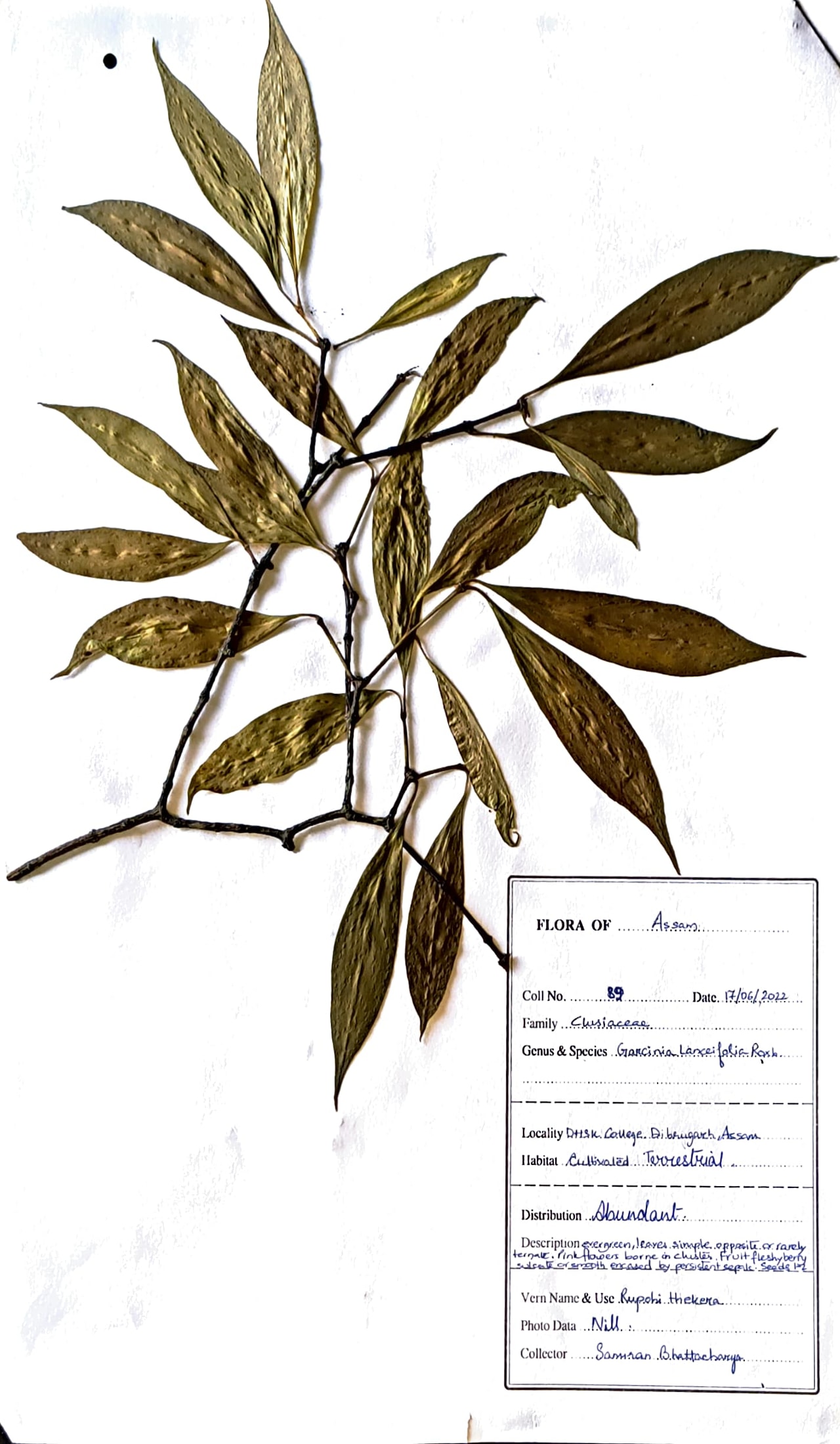Garcinia lancefolia Roxb.