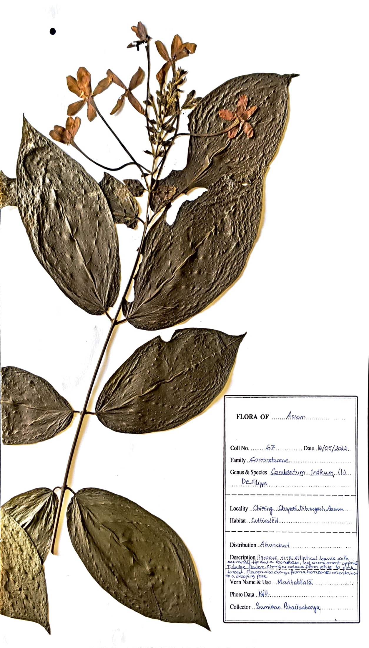 Combretum indicum (L.) DeFilipps