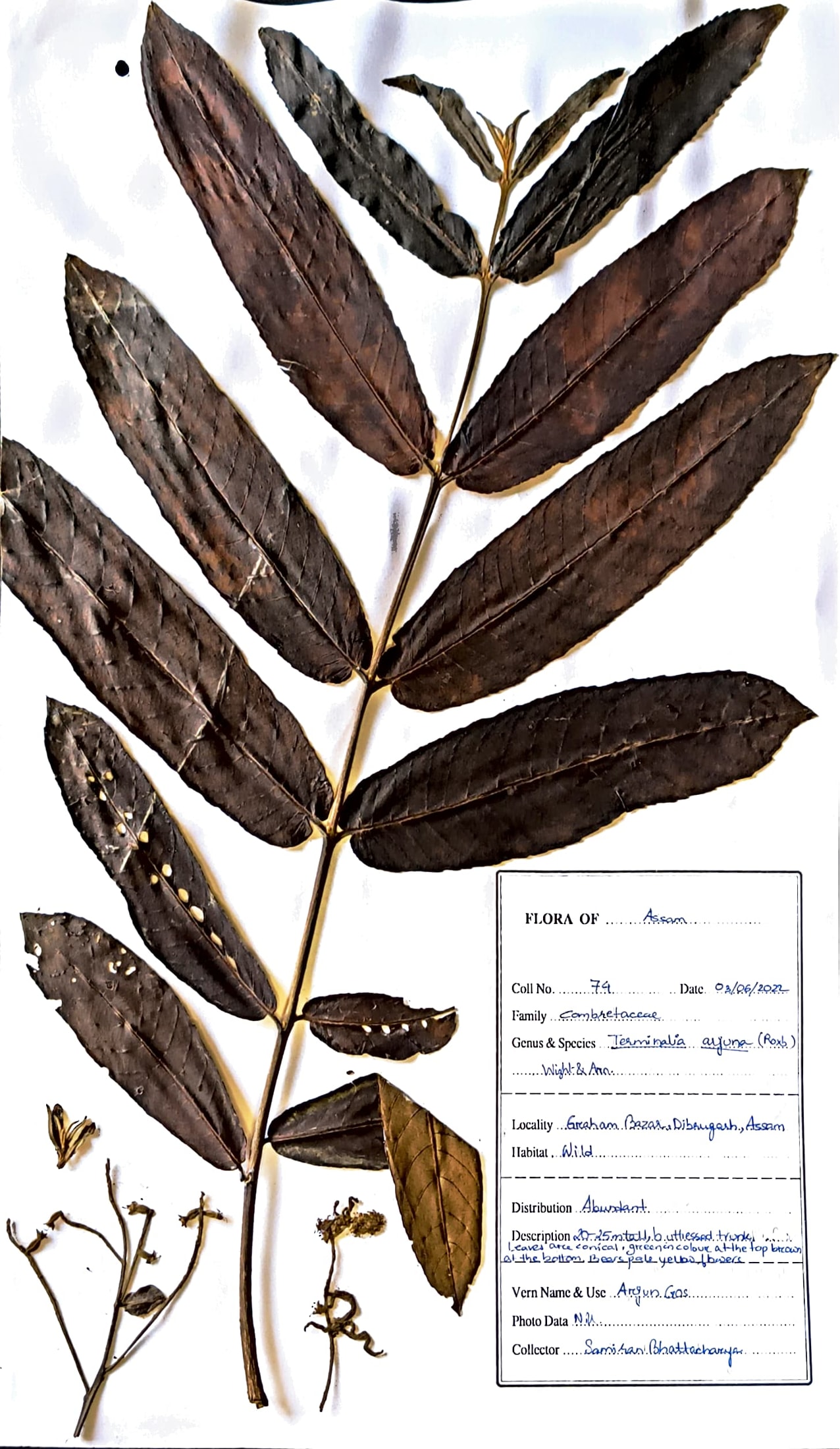 Terminalia arjuna (Roxb. ex DC.) Wight & Arn.