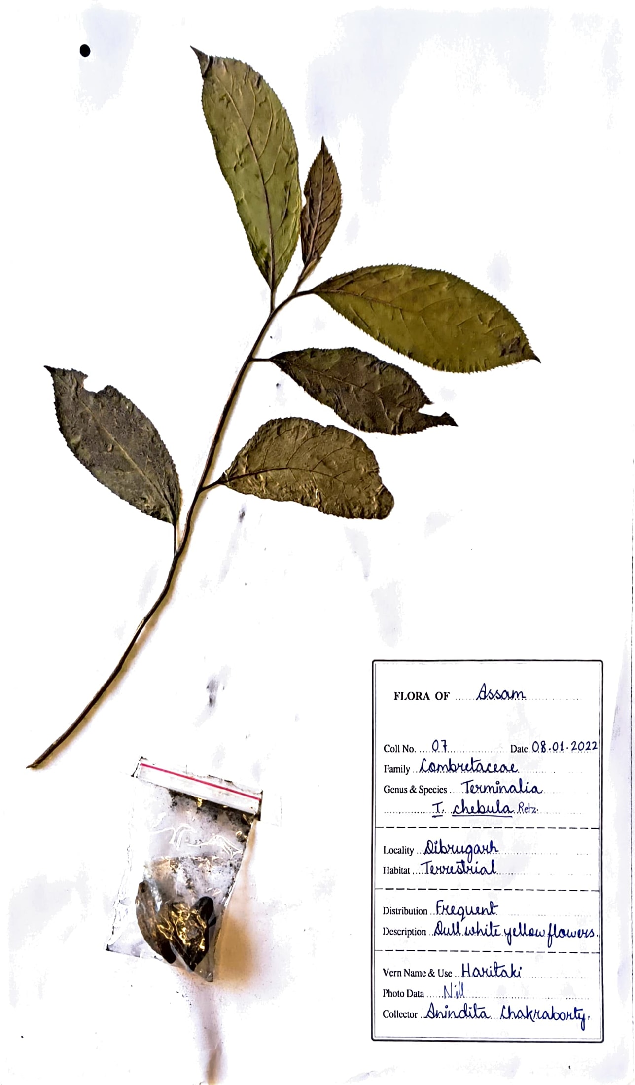 Terminalia chebula Retz.