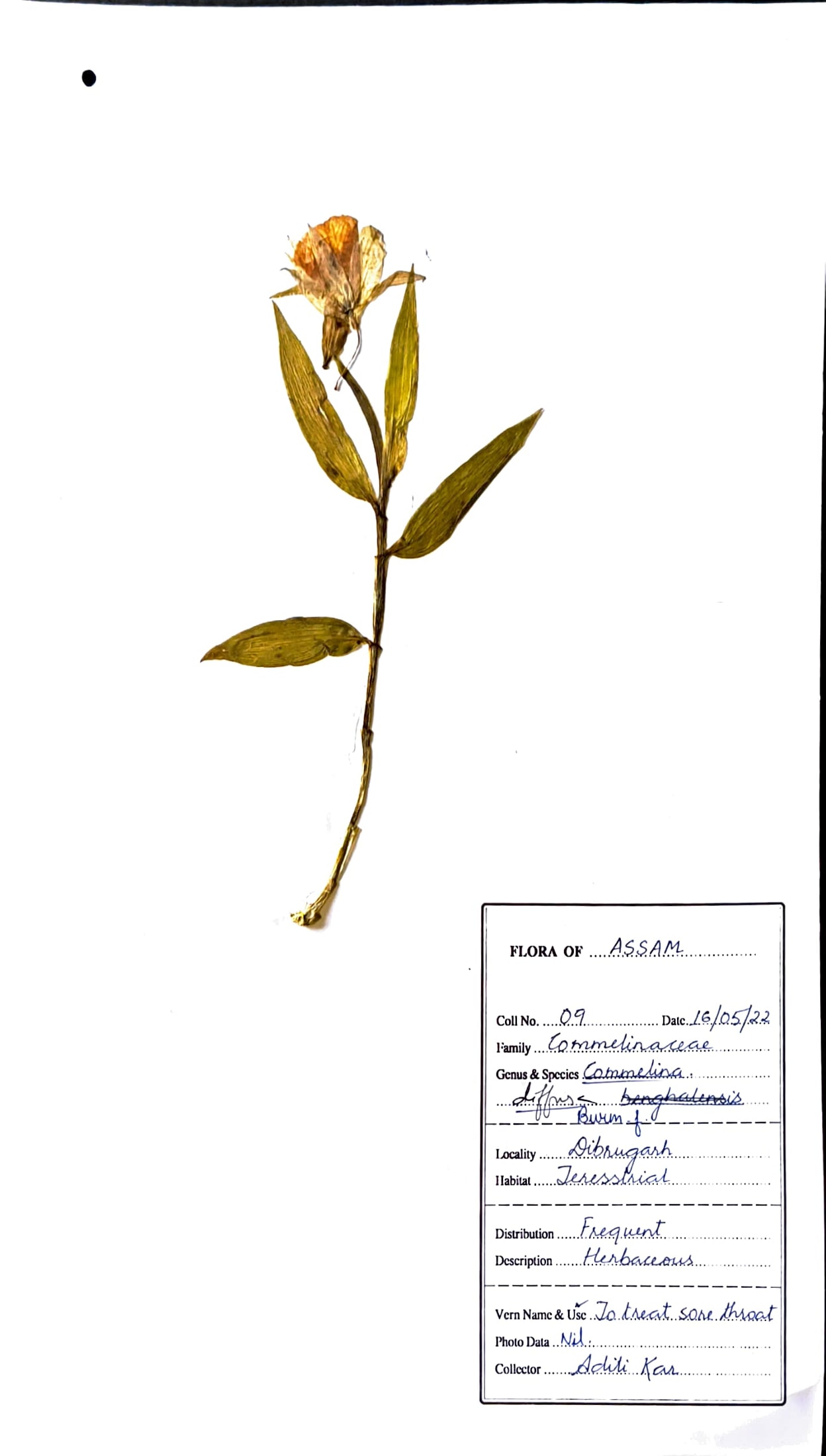 Commelina diffusa Burm.f.