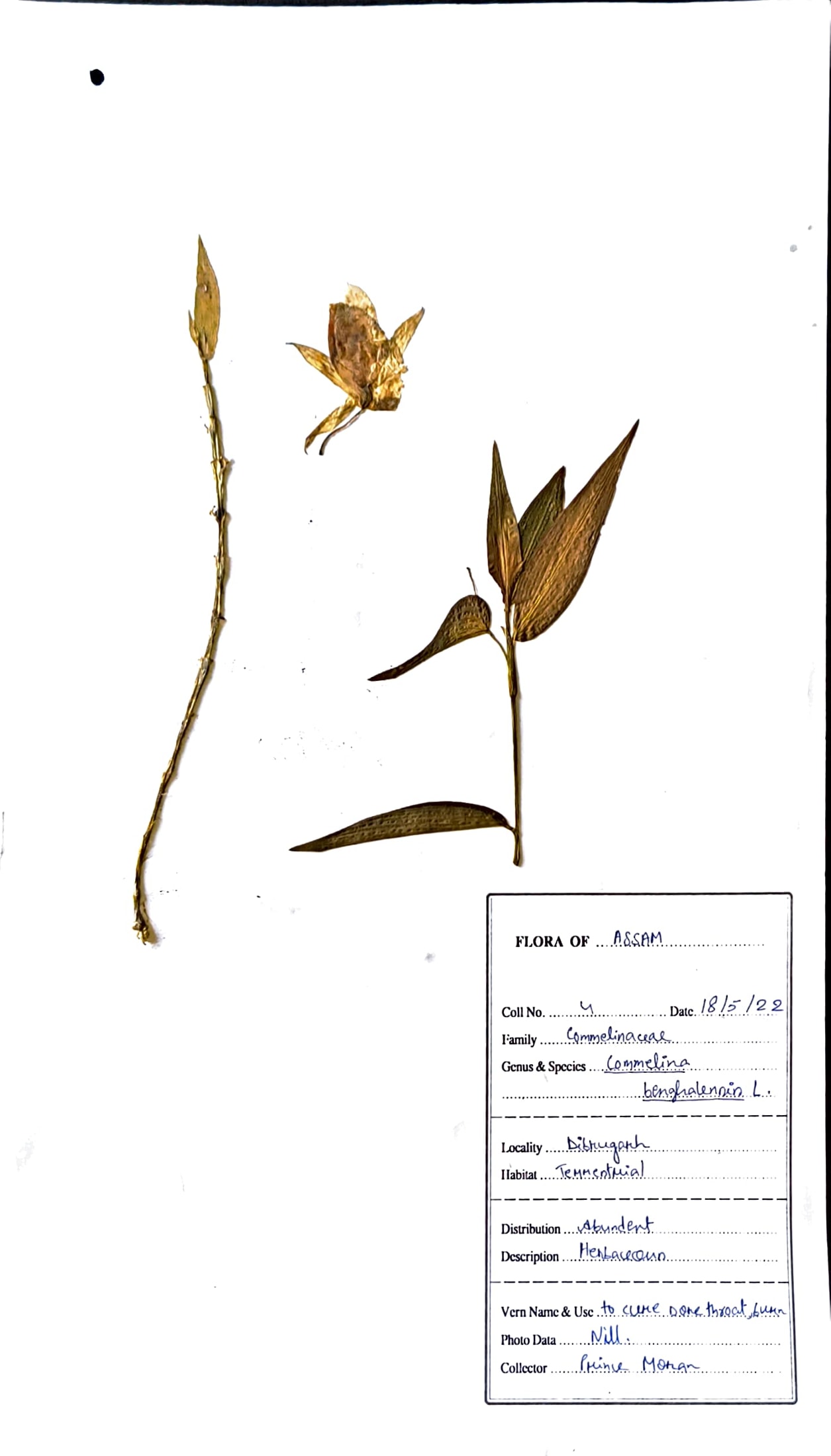 Commelina benghalensis L.
