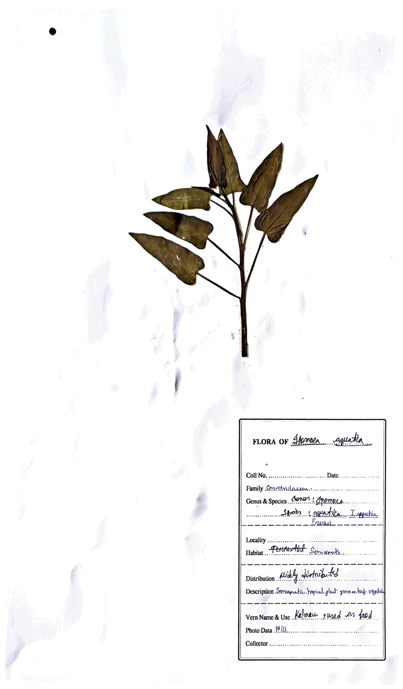 Ipomoea aquatica Forssk.