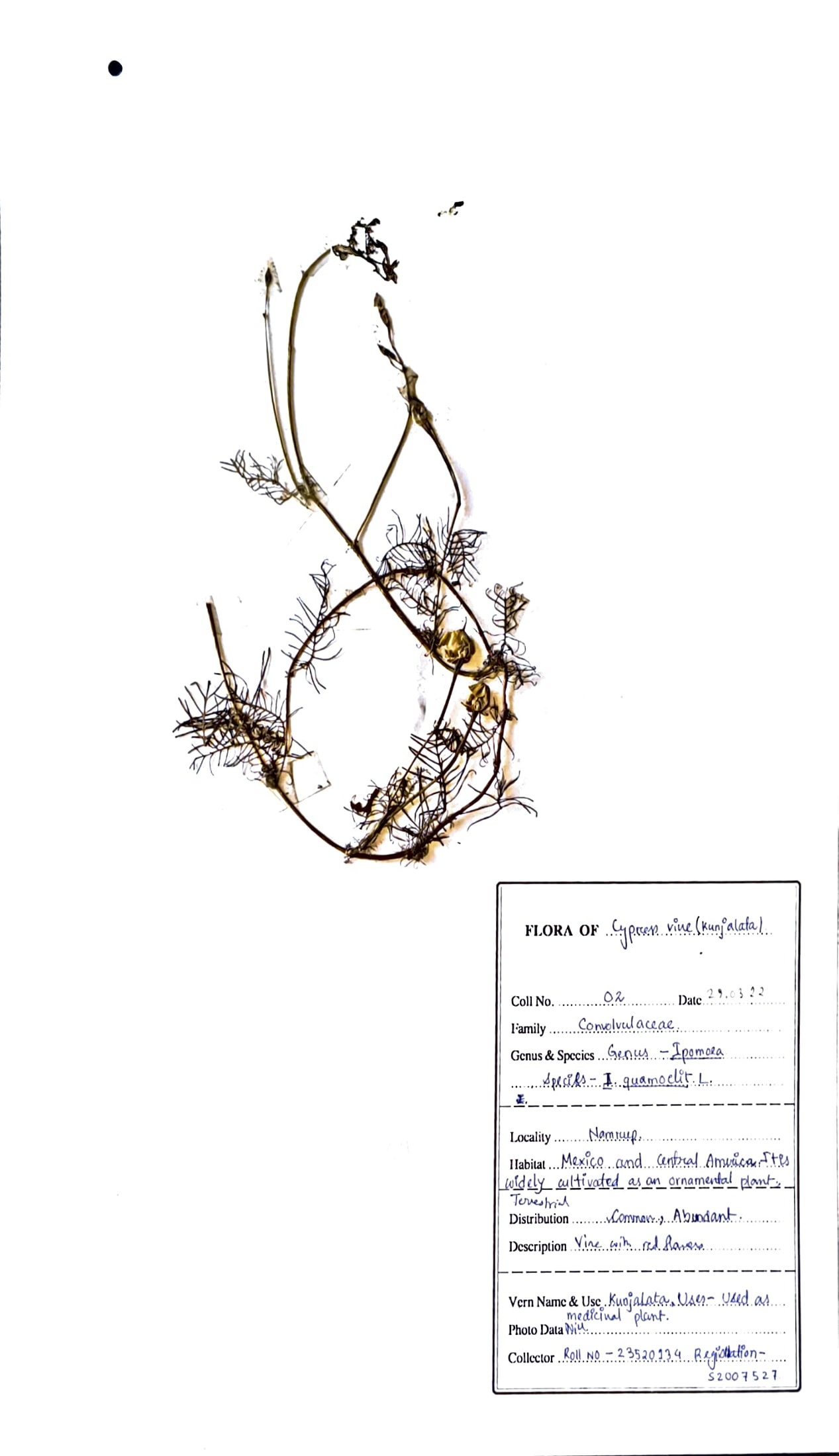 Ipomoea quamoclit L.