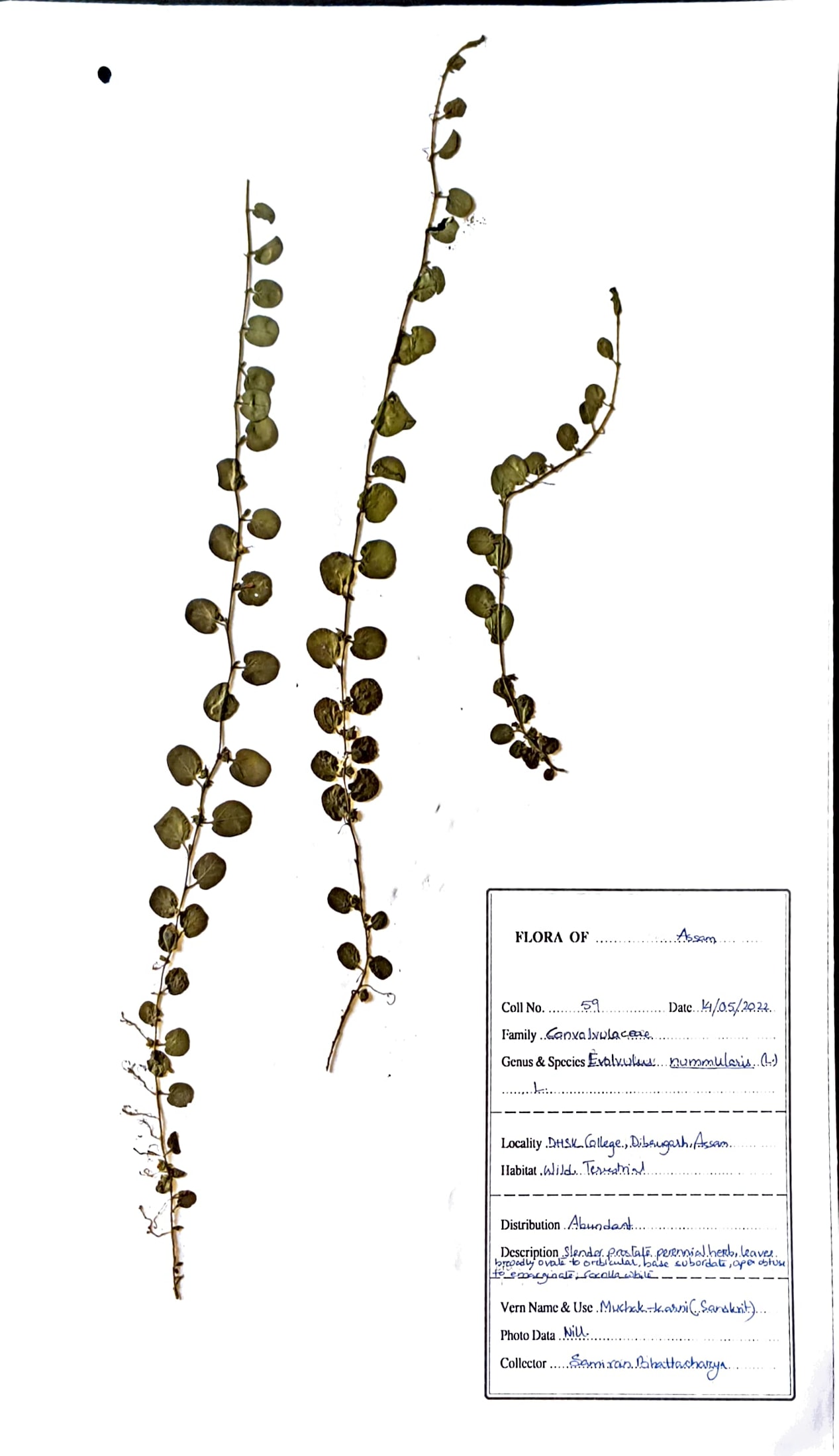 Evolvulus nummularius (L.) L.