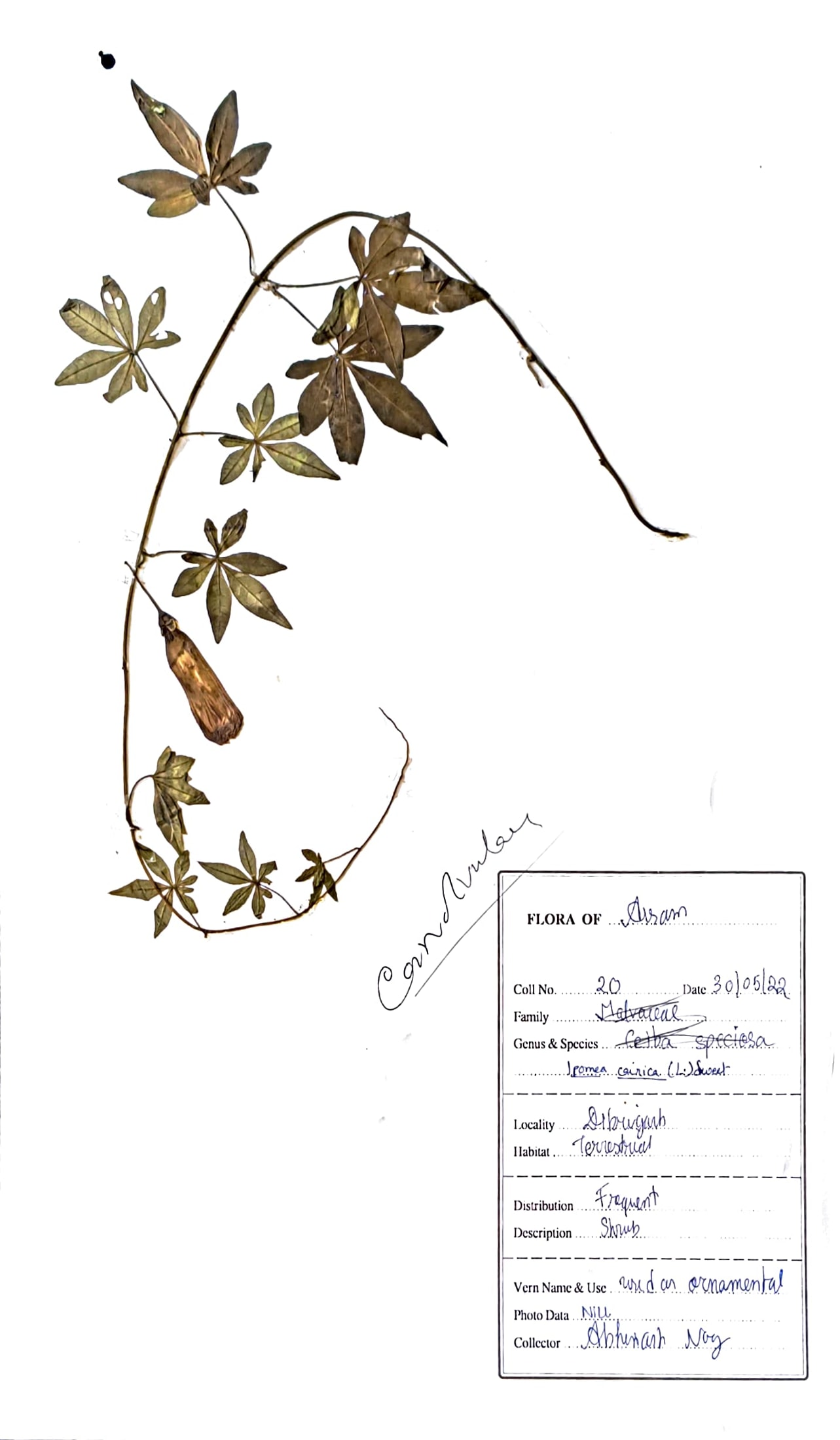 Ipomoea cairica (L.) Sweet