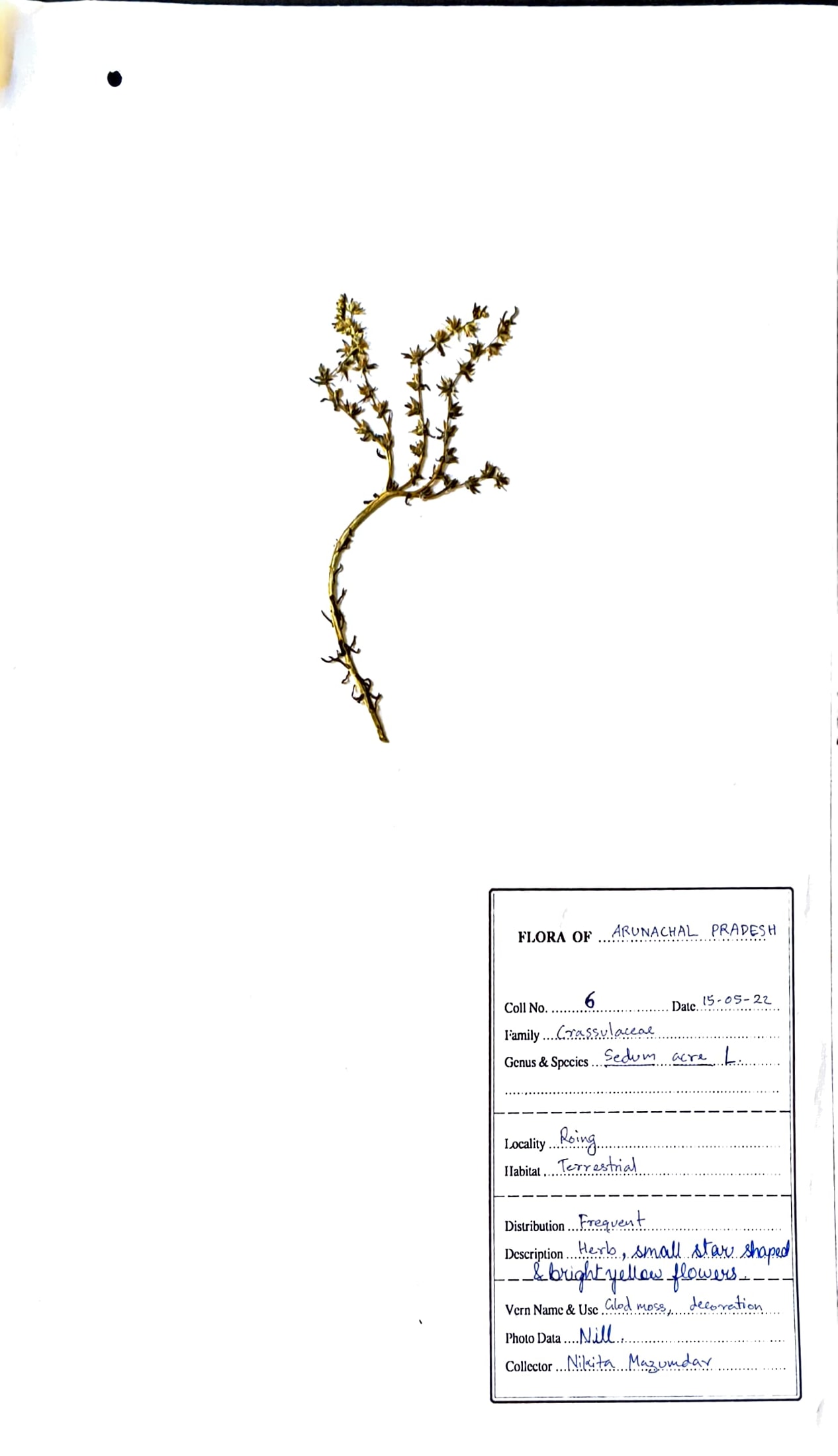 Sedum acre L.