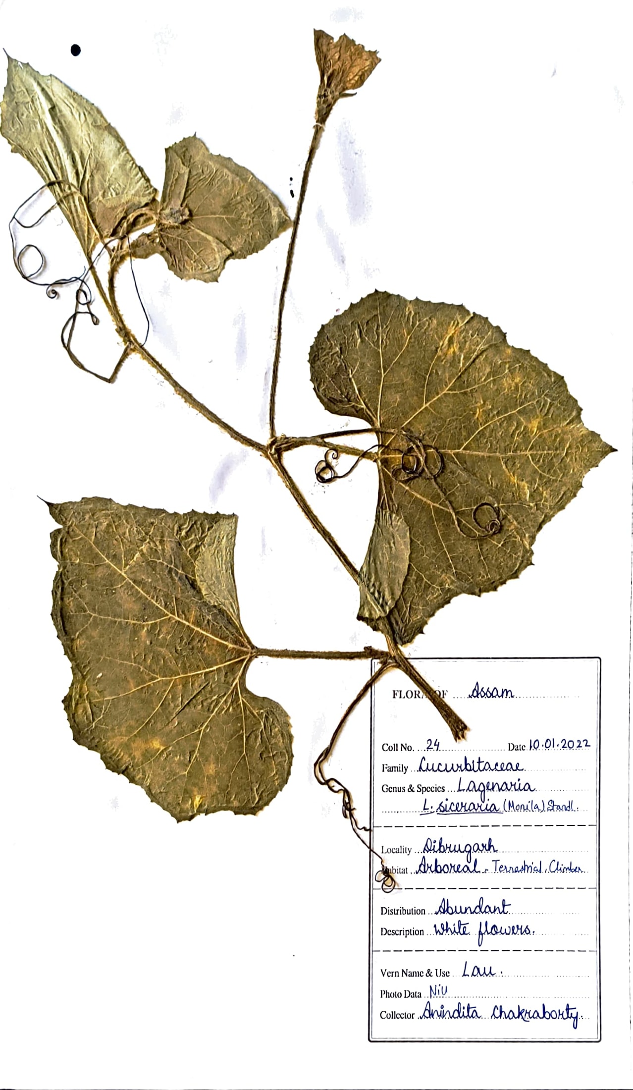 Lagenaria siceraria (Monila) Standl.