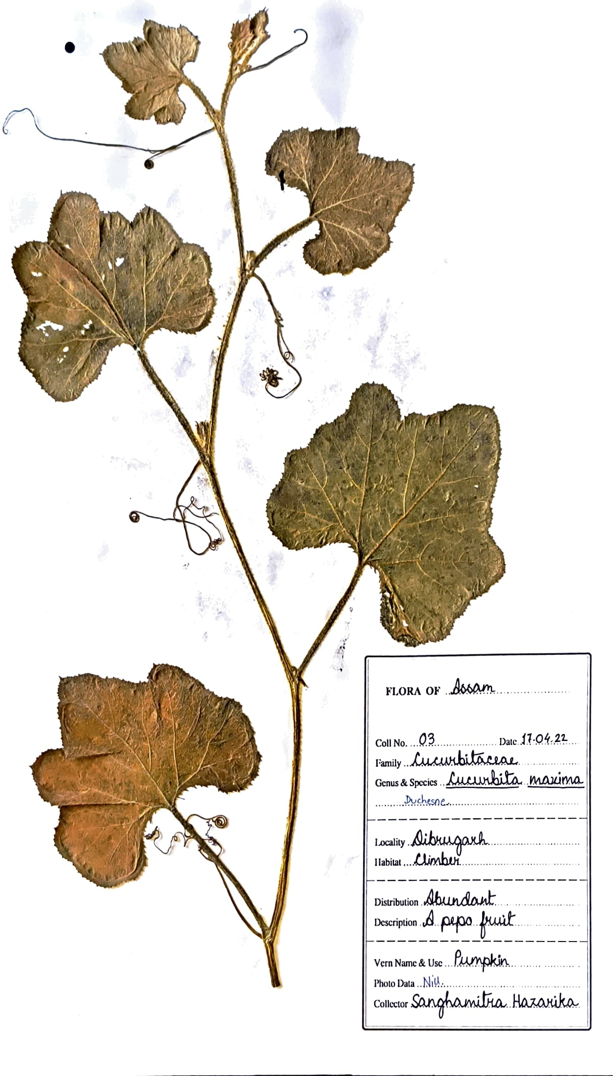 Cucurbita maxima Duchesne.