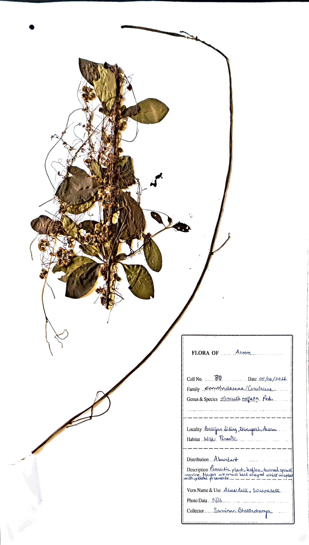 Cuscuta reflexa Roxb.