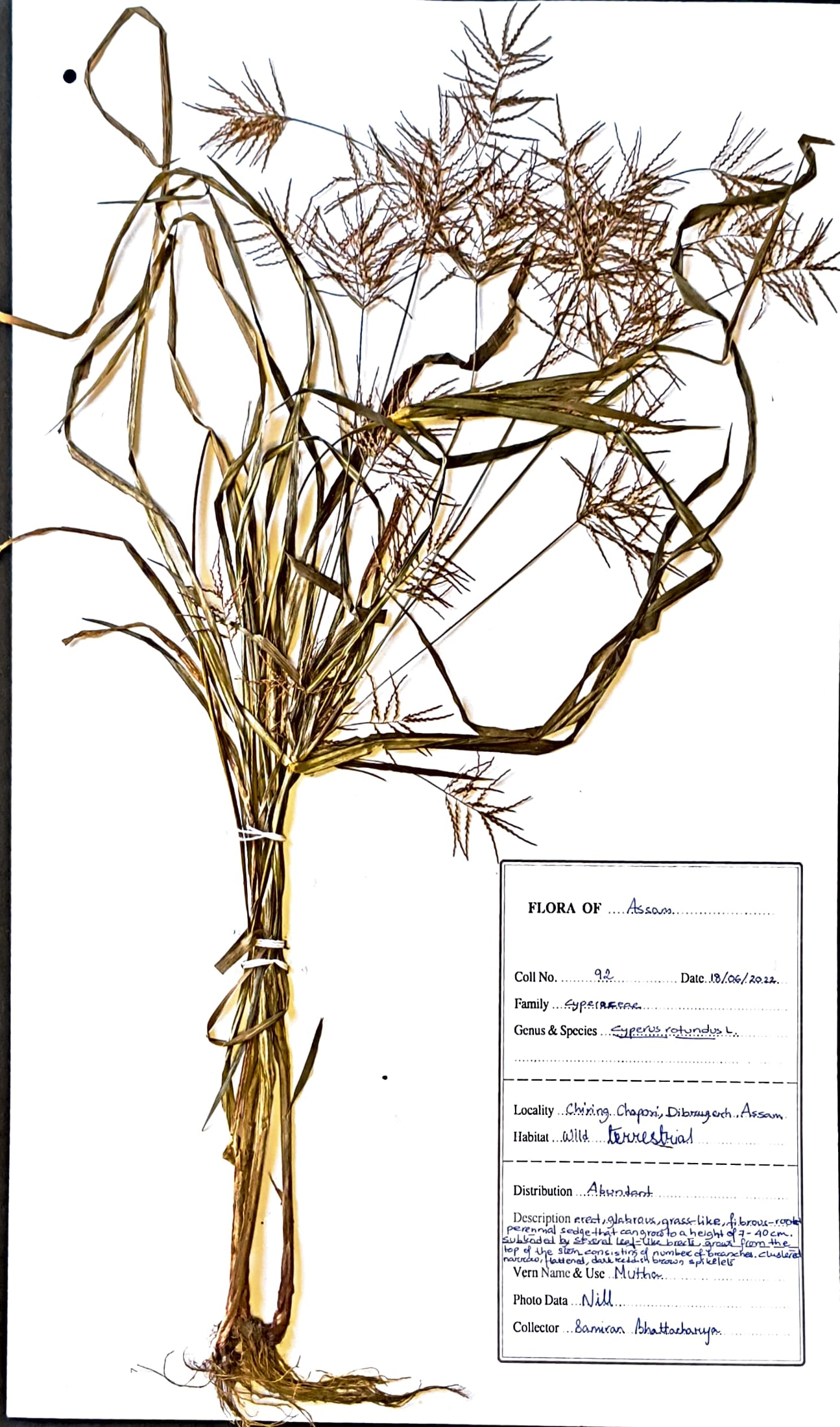 Cyperus rotundus L.