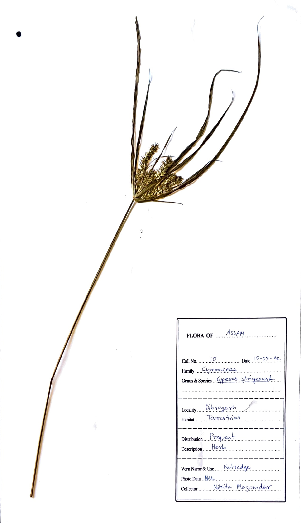 Cyperus strigosus L.