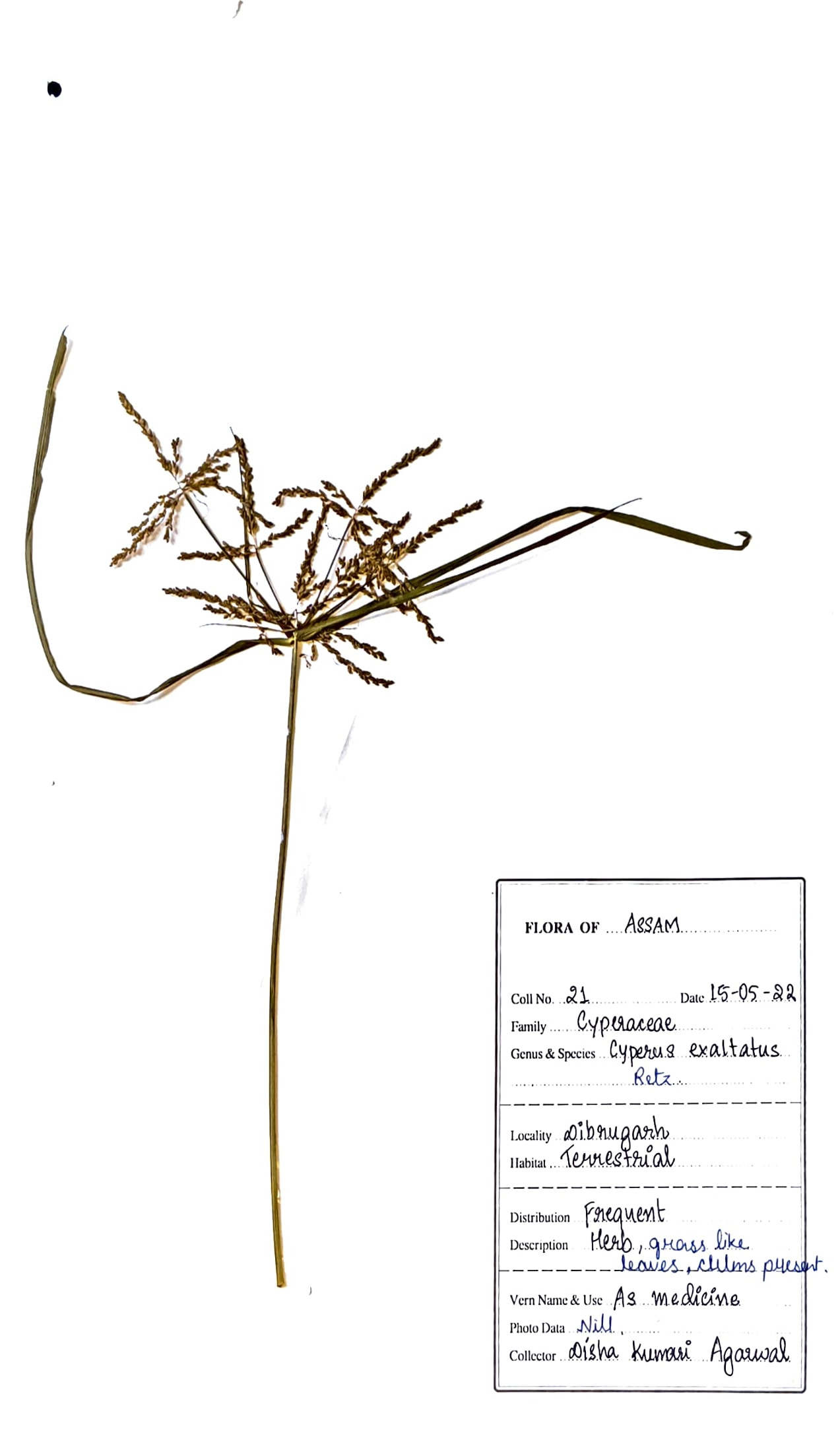 Cyperus exaltatus Retz.