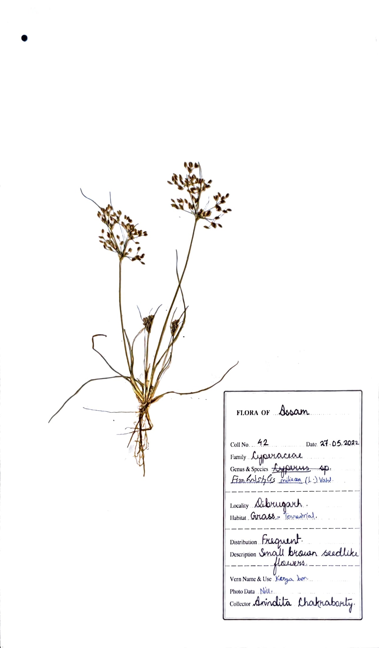 Fimbristylis miliacea (L.) Vahl.