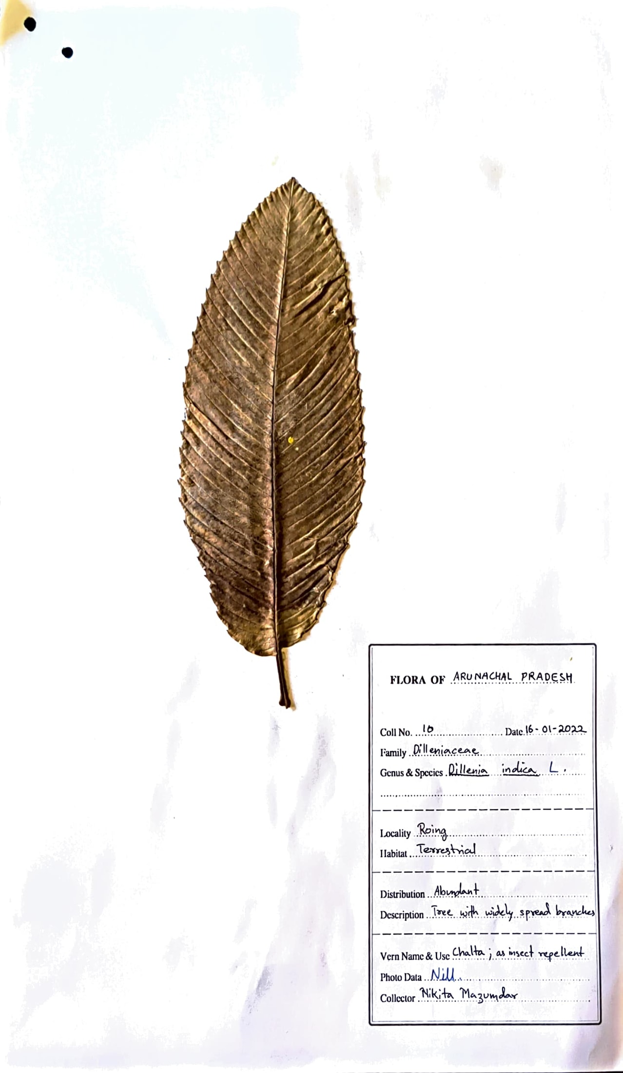 Dillenia indica L.