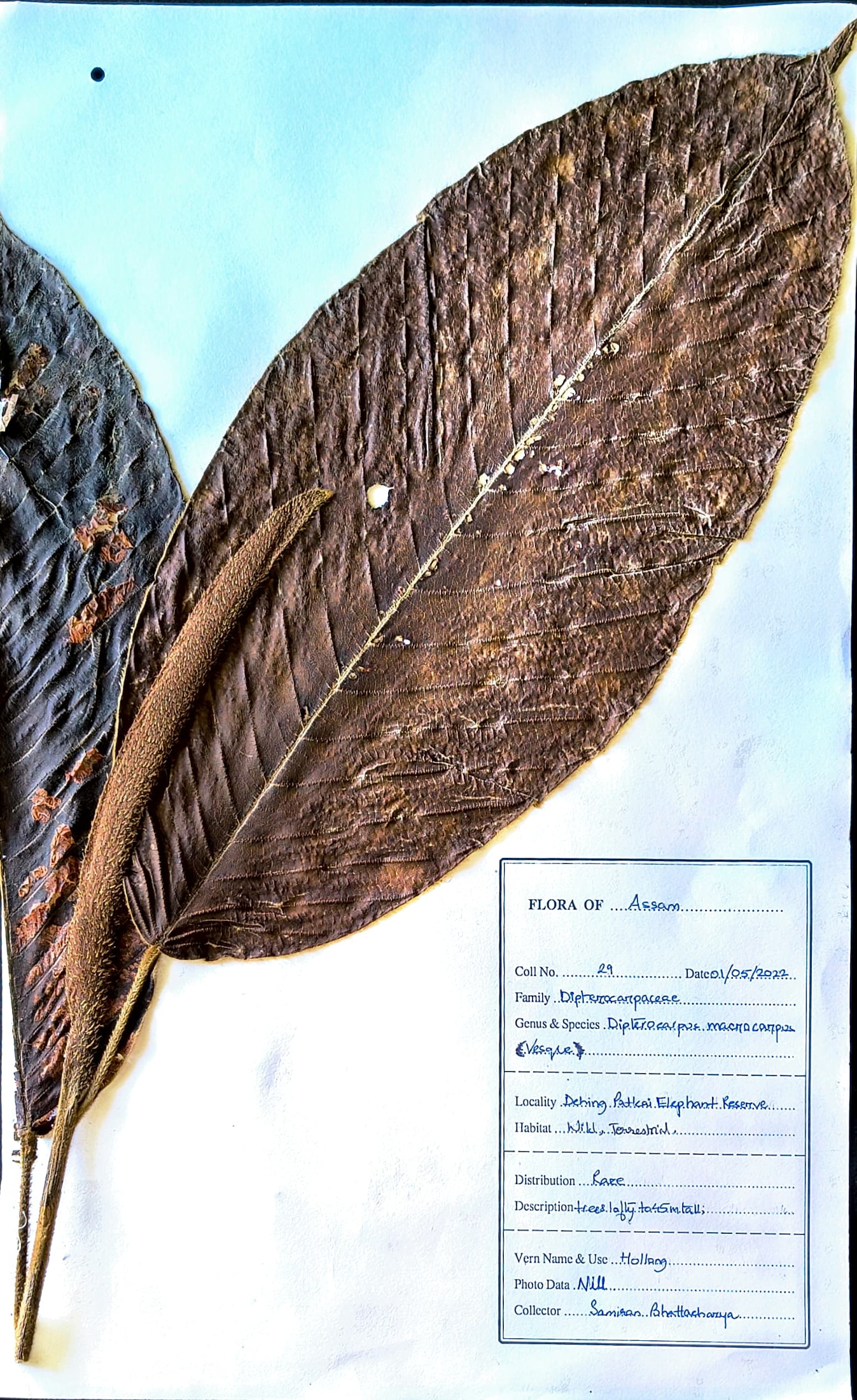 Dipterocarpus macrocarpus Vesque.