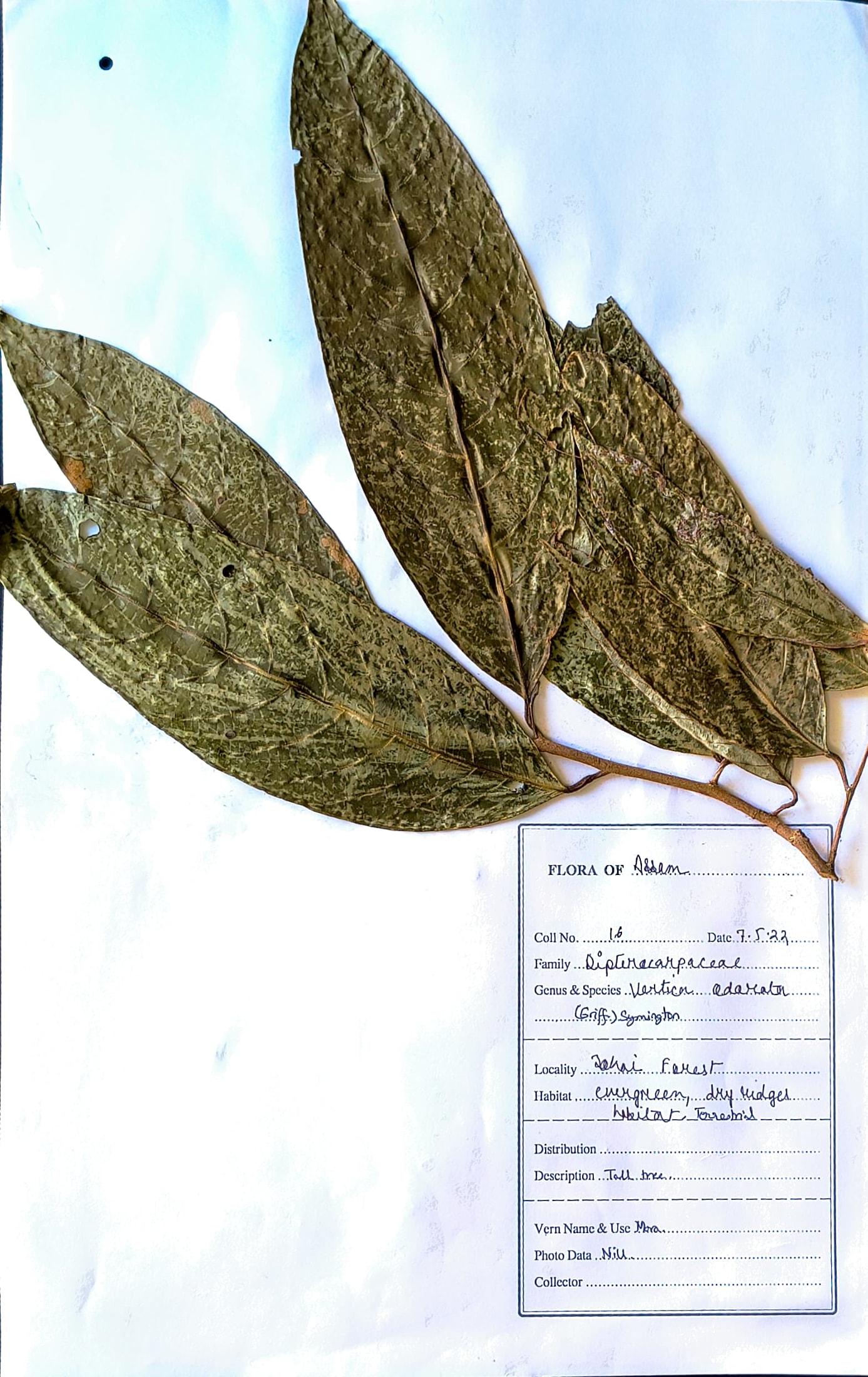 Vertica odorata (Griff.) Symington