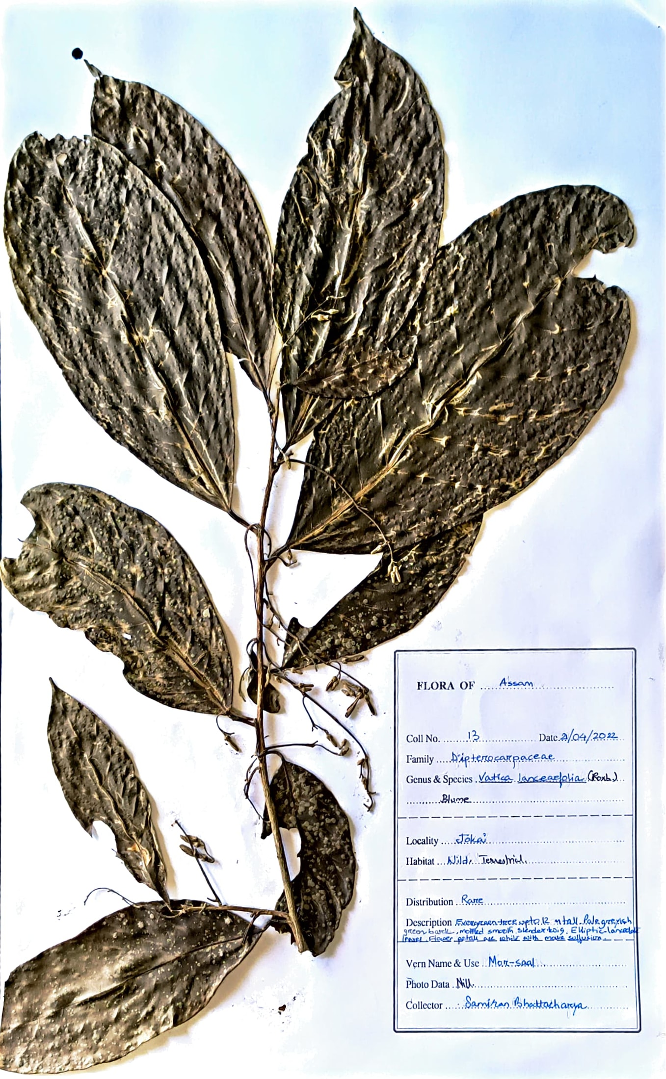 Vatica lanceifolia (Roxb.) Blume.
