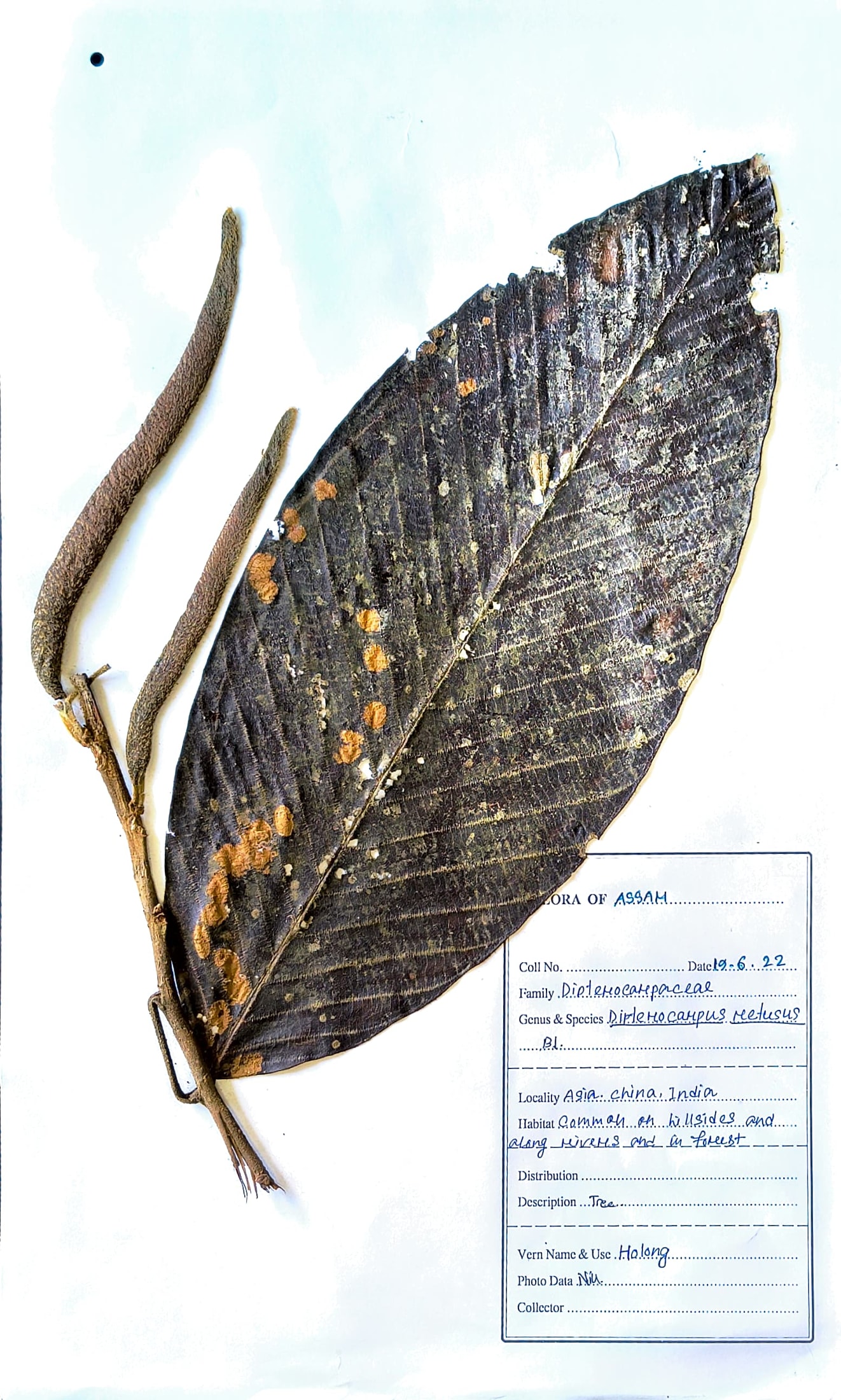 Dipterocarpus retusus Bl.