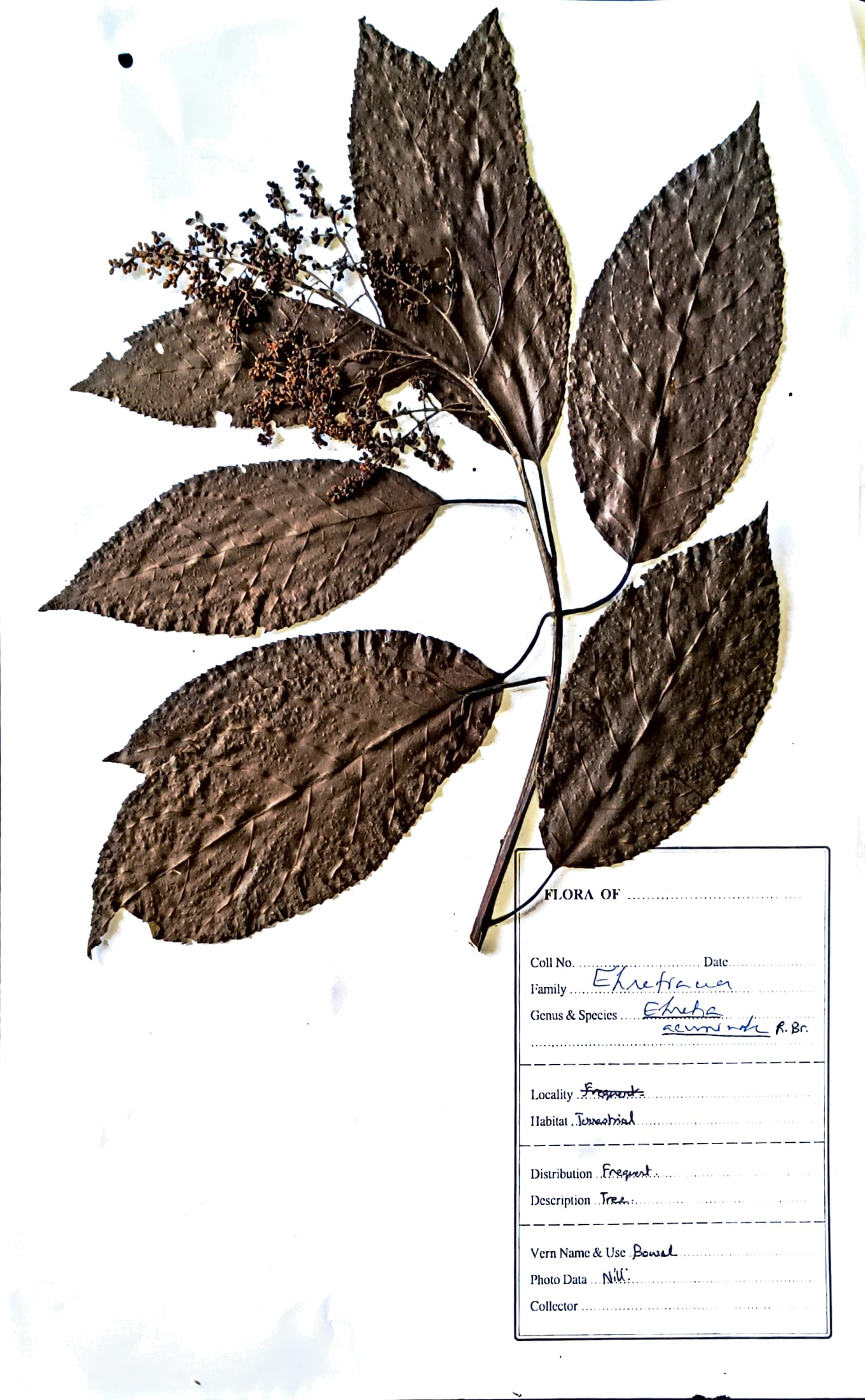 Ehretia acuminata R.Br.