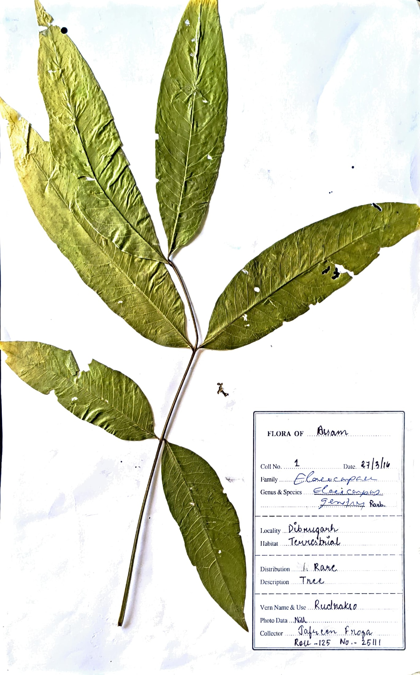 Elaeocarpus ganitrus Roxb.